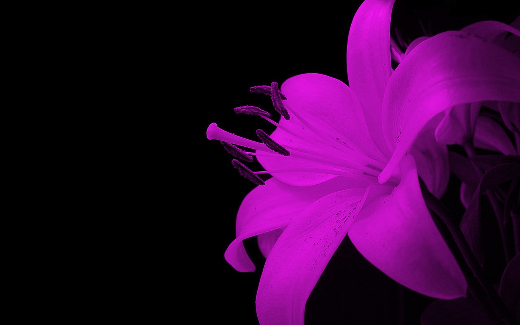 Lilia Flower 3d