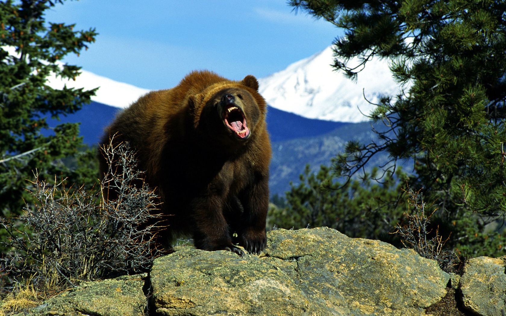 горный медведь фото