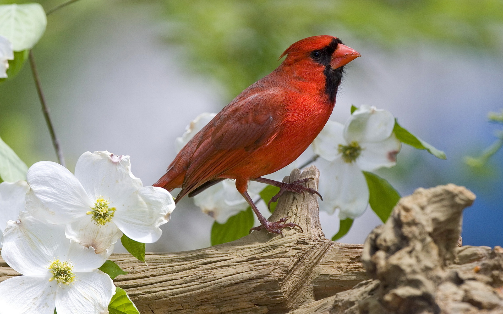 Птичка на Красном цветке