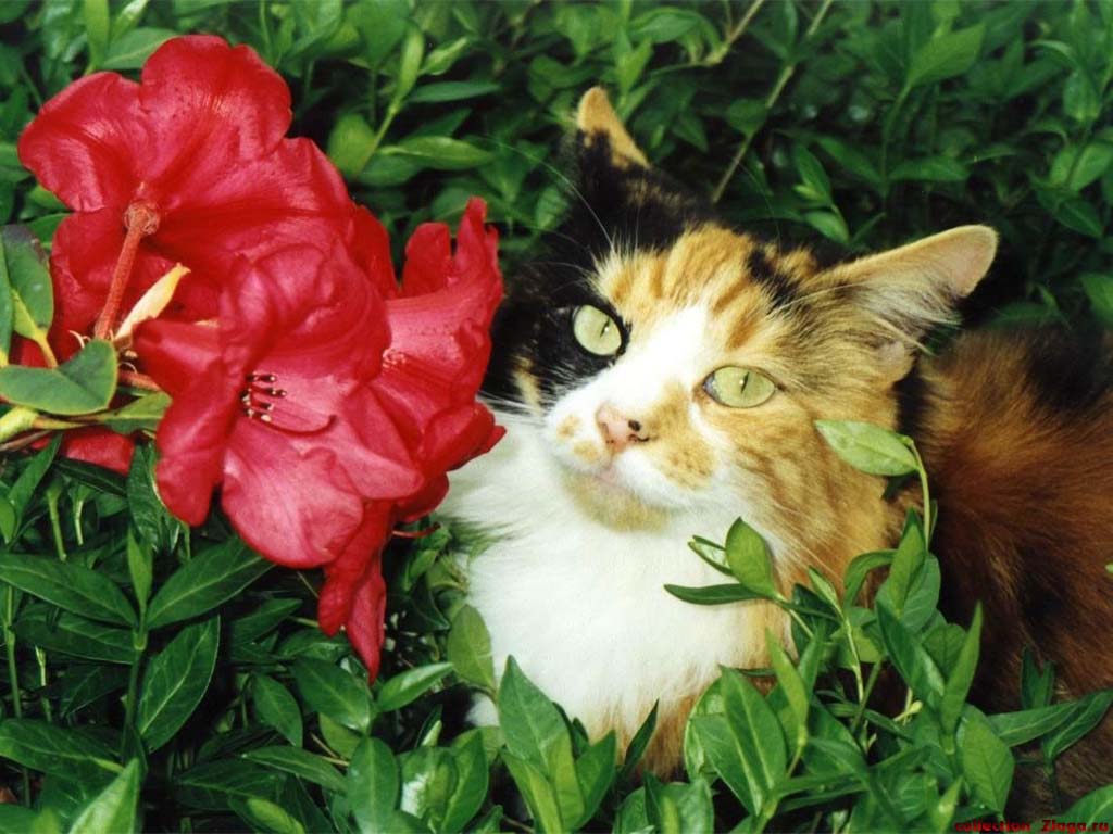 Кошка в цветах картинки