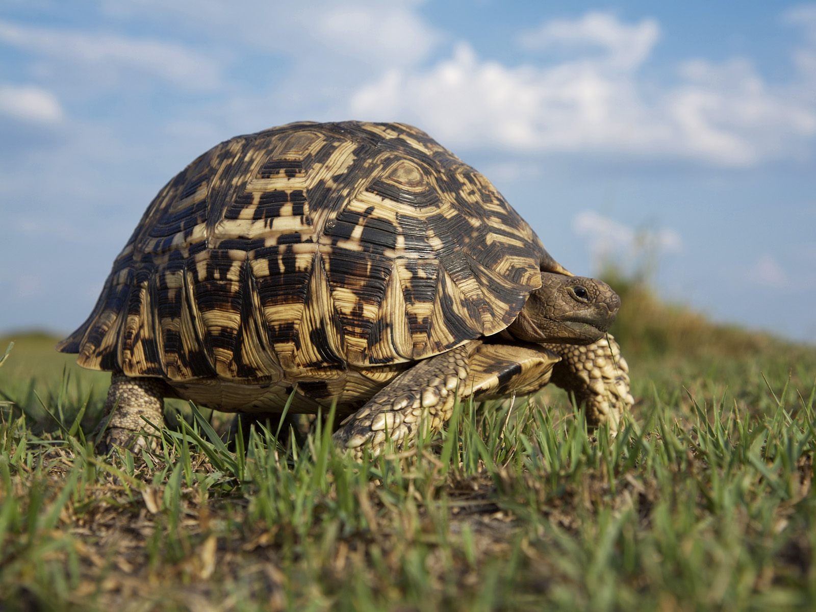 Первая черепаха