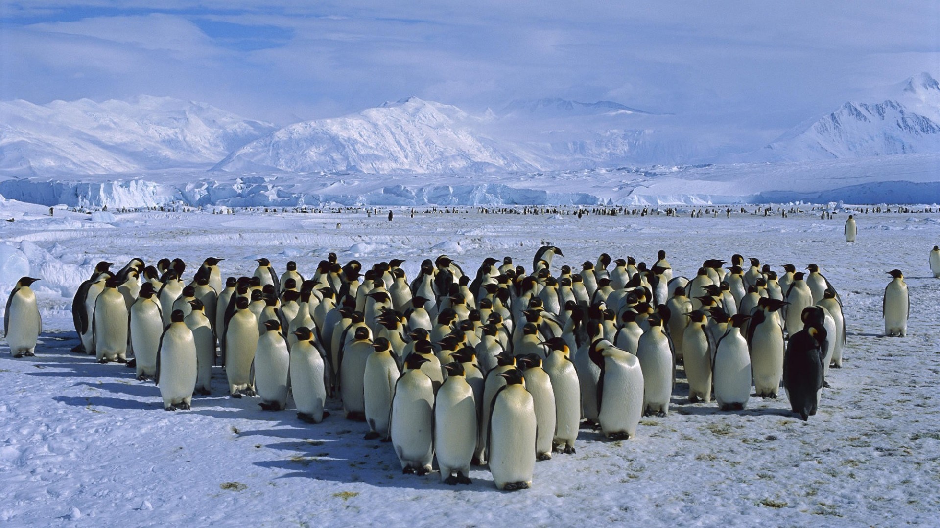 Пингвины в Антарктиде. Колония пингвинов в Антарктиде. Арктика Антарктика Антарктида. Первый мореплаватели увидевшие пингвинов в антарктиде