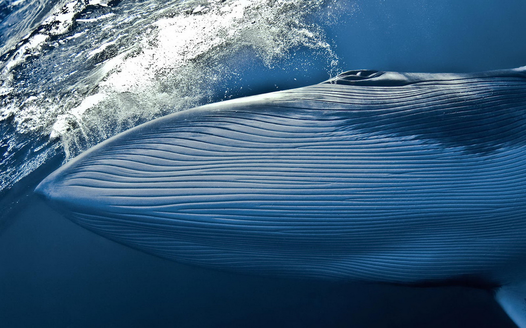 Си́ний полоса́тик кит