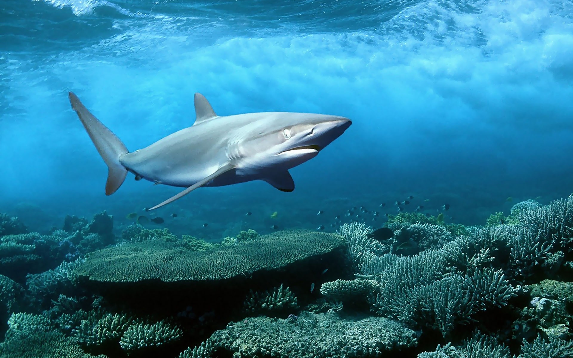 Про акул воды. Галапагосская рифовая серая акула. Рифовые акулы в Египте. Австралийская длиннорылая акула. Рифовая акула Шарм Эль Шейх.