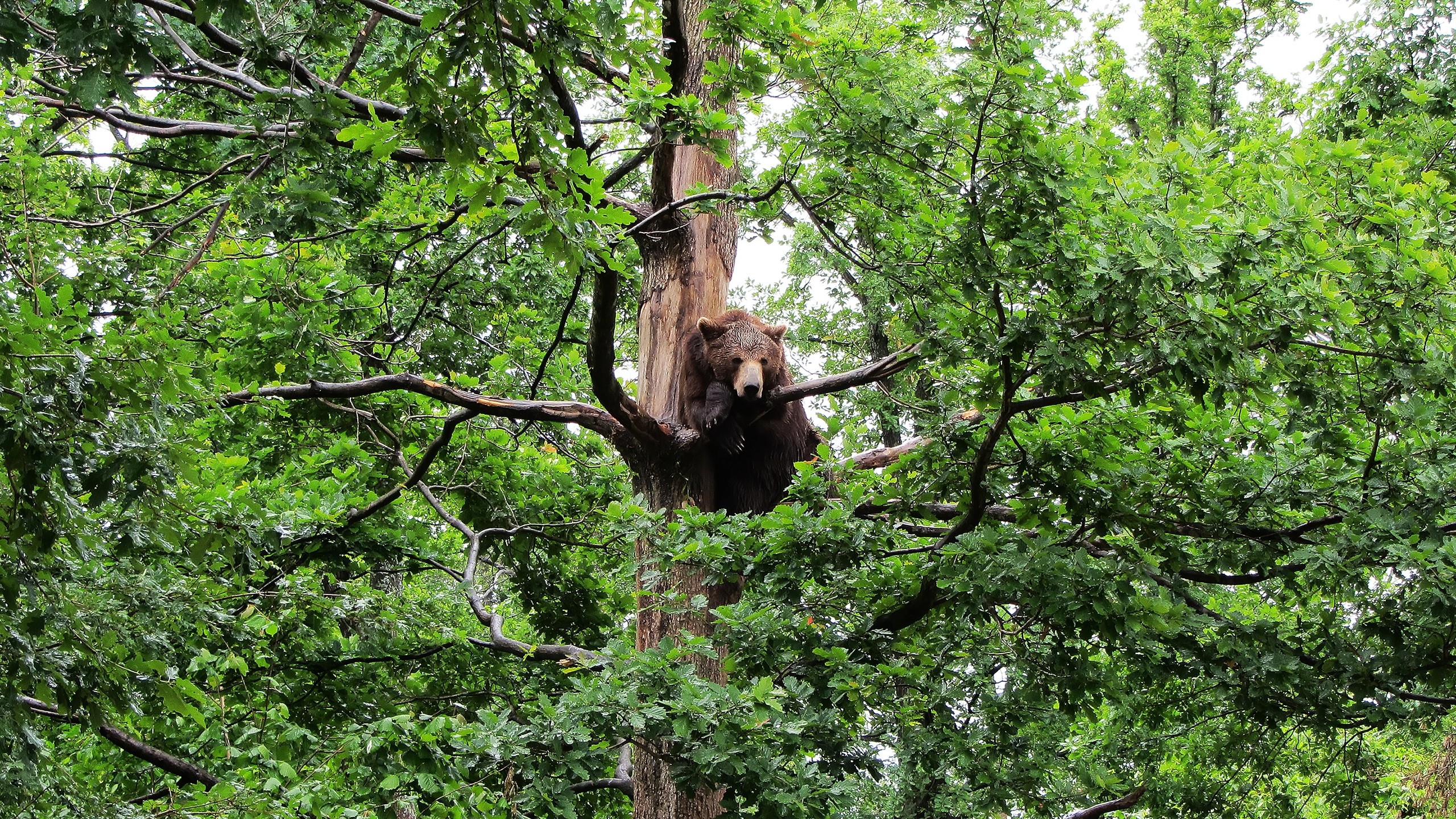 Tree bear