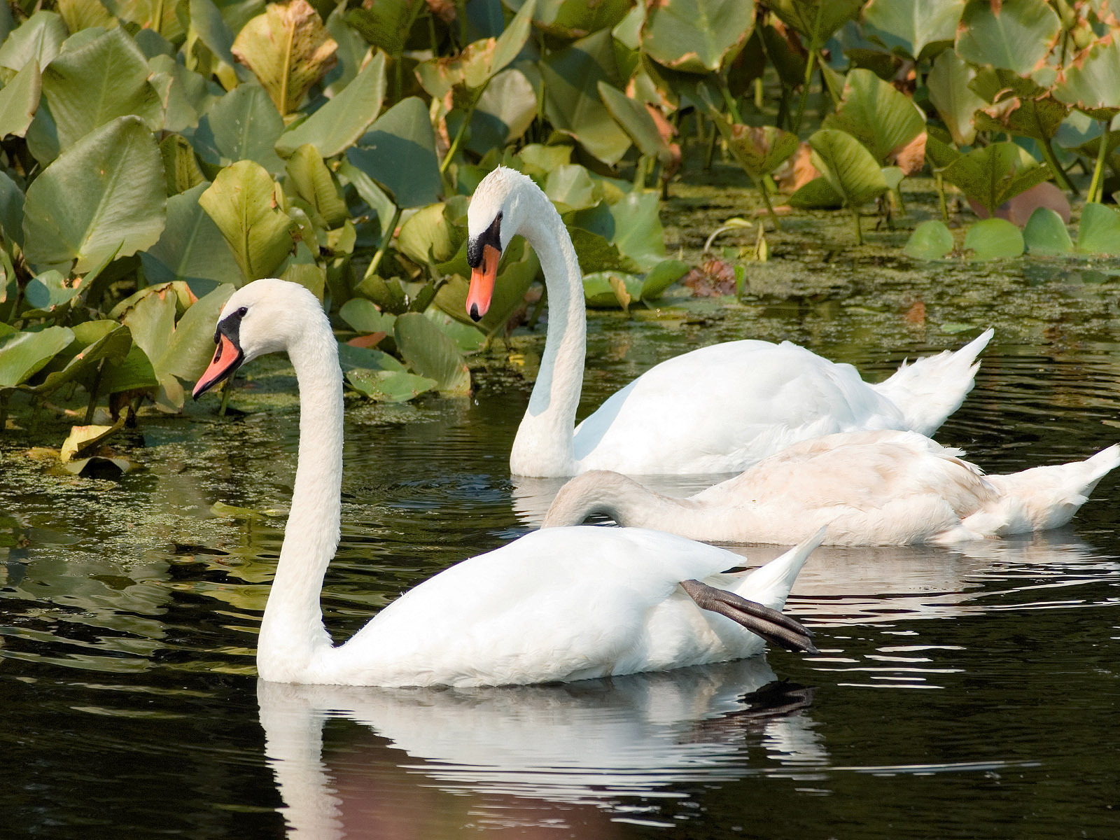Красивые белые лебеди. Лебеди. Лебеди на озере. Пара лебедей. Лебеди (птицы).