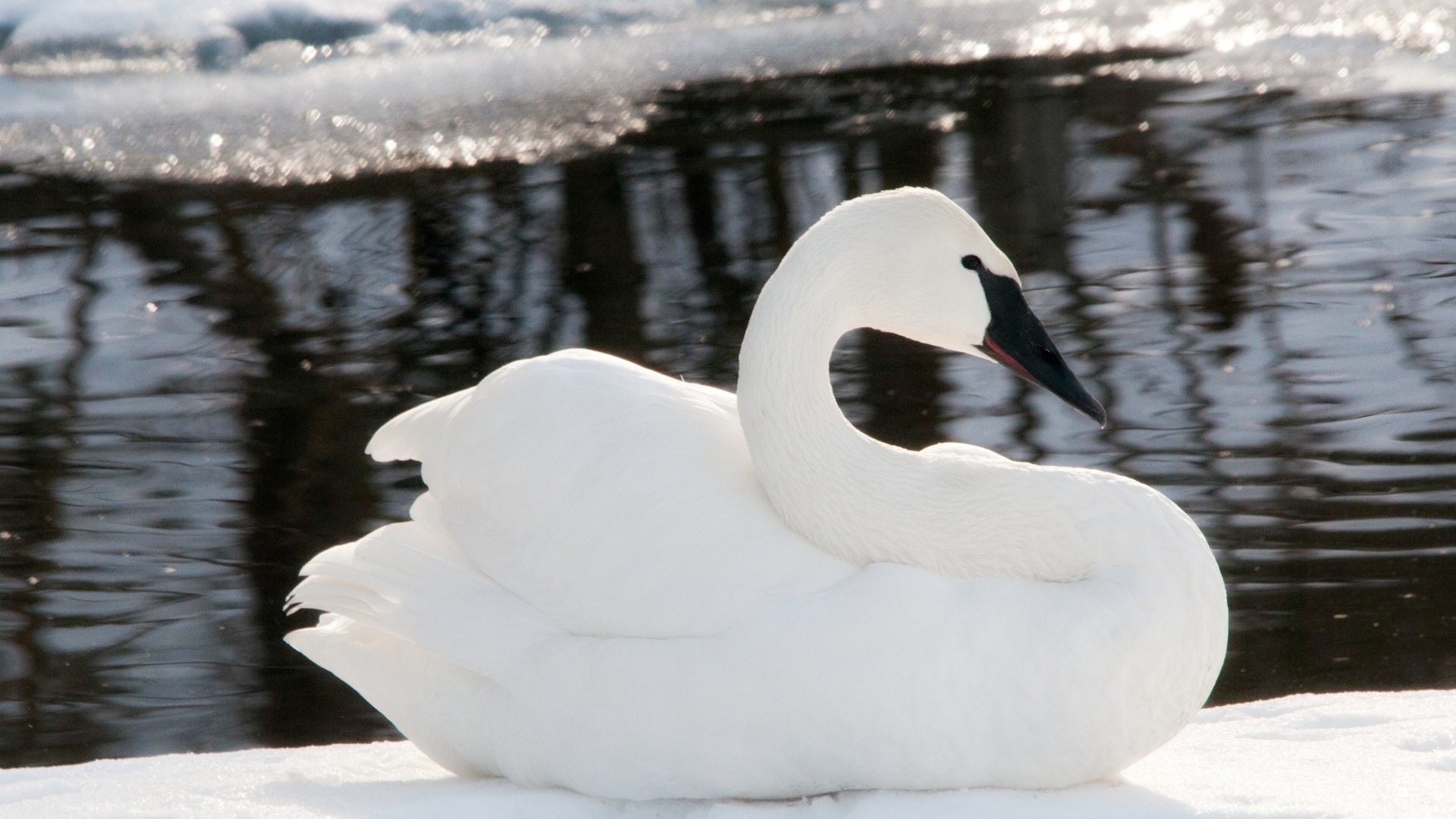 Animals___Birds_Black_bill_swan_in_the_water_097955_.jpg