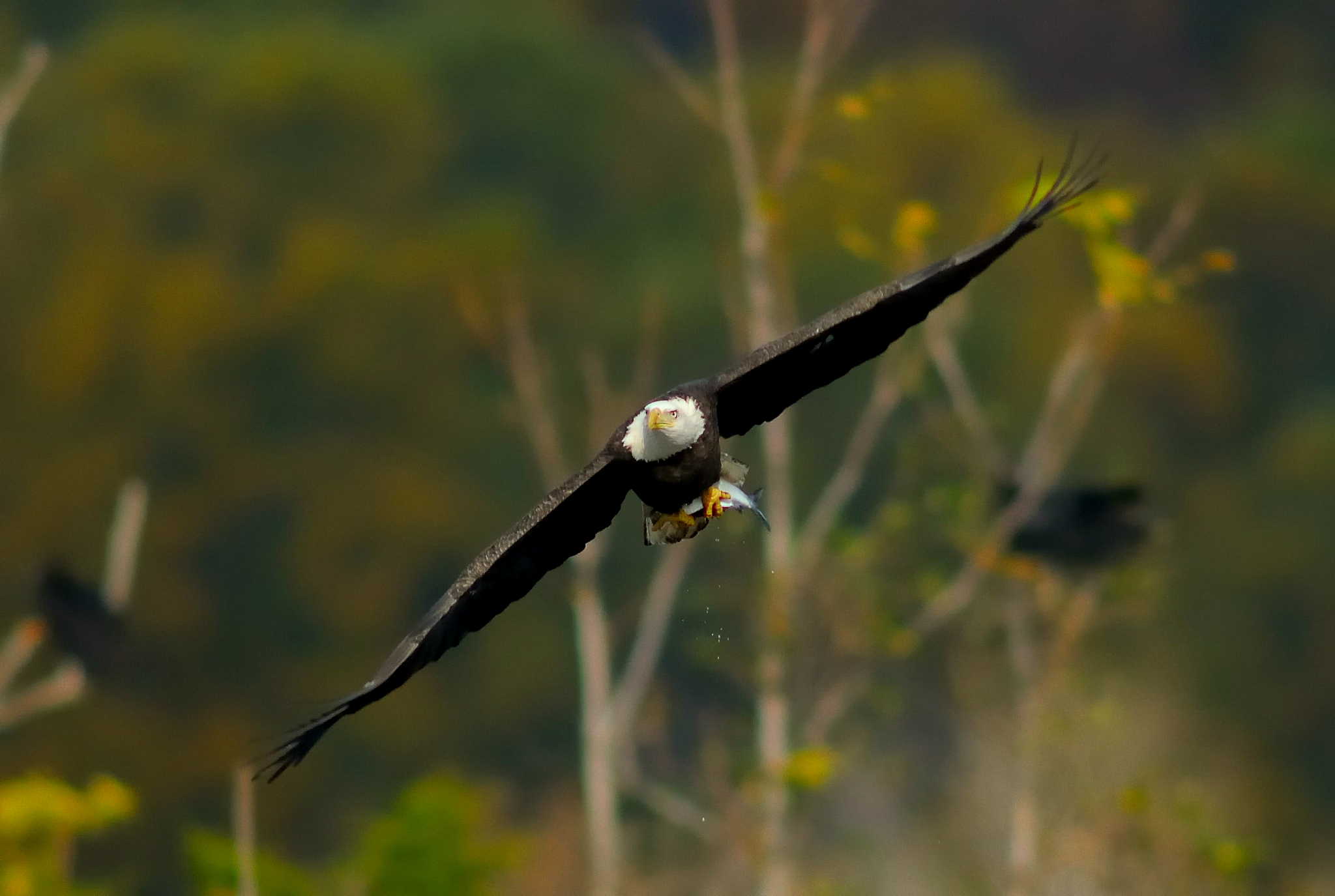 Eagle's flight. Орел в полете. Полёт птиц. Птицы летают. Птичий полет.