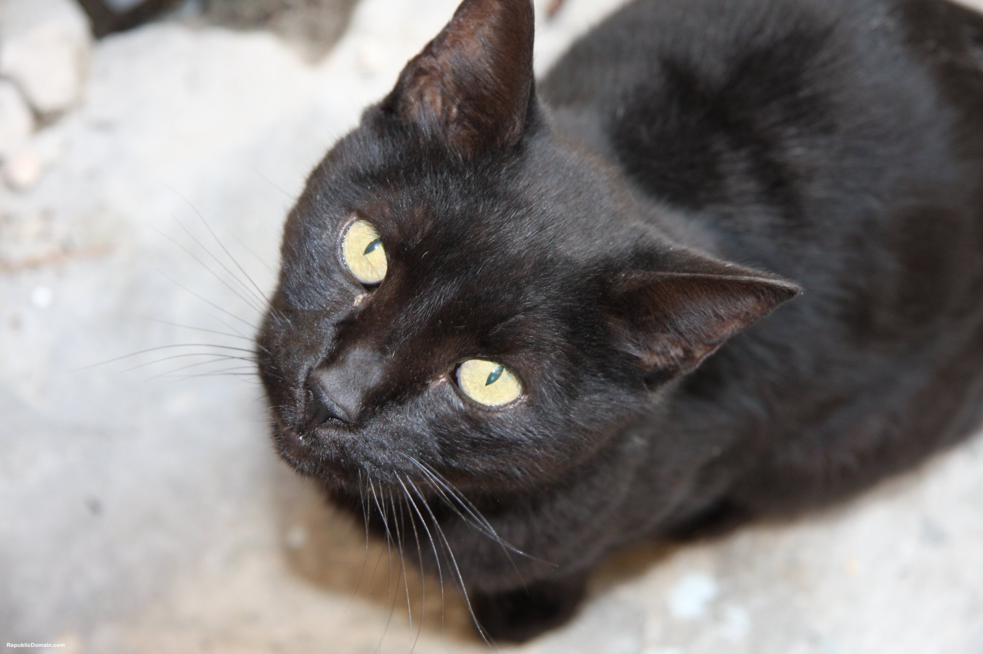 Чёрная Кошка Порода Бомбейская
