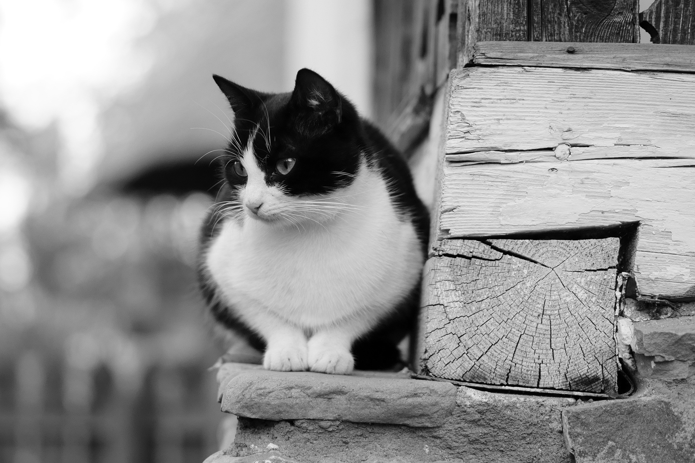 Черно белые котики. Черно белый кот. Котик черно белый. Черно белая кошка. Дворовый кот черно белый.
