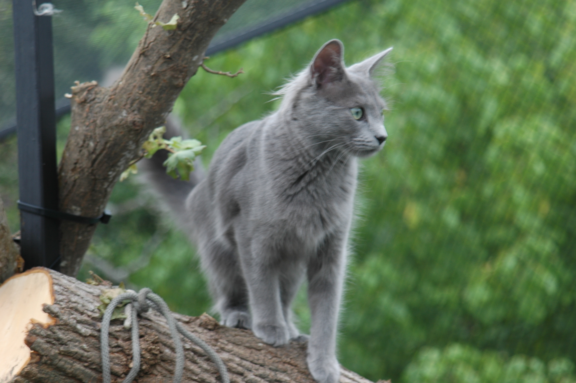 Голубая кошка в лесу