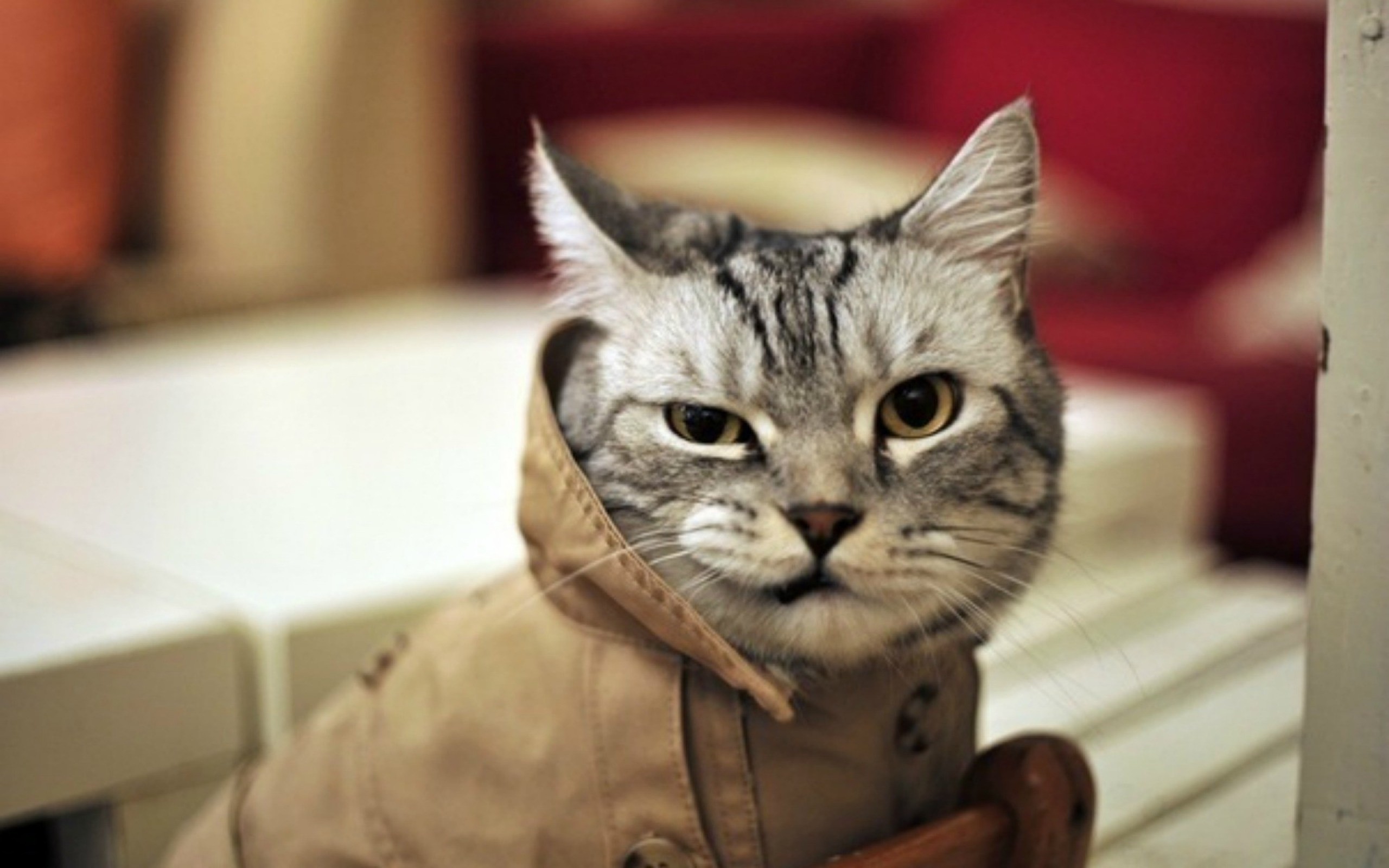 https://on-desktop.com/wps/Animals___Cats_Cat_s_coat_043863_.jpg