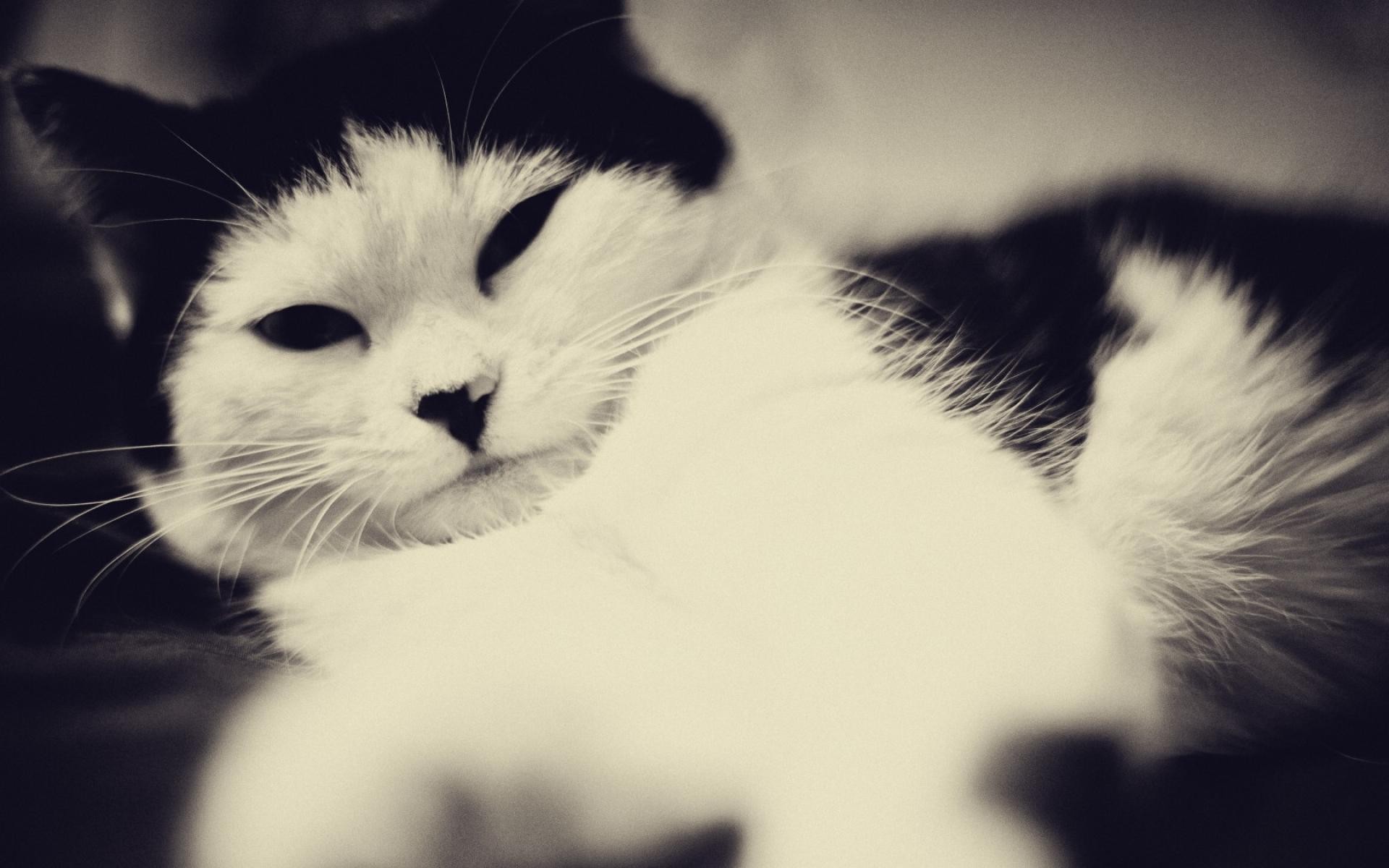 Музыка белая кошка. Котик черно белый. Черно белая кошечка. Белая кошка с черными глазами. Черно-белый кот пушистый.