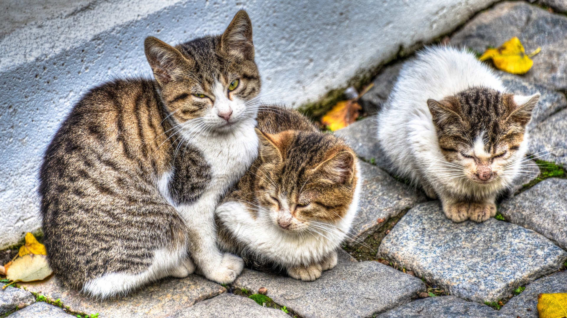 Фото кошки с котенком