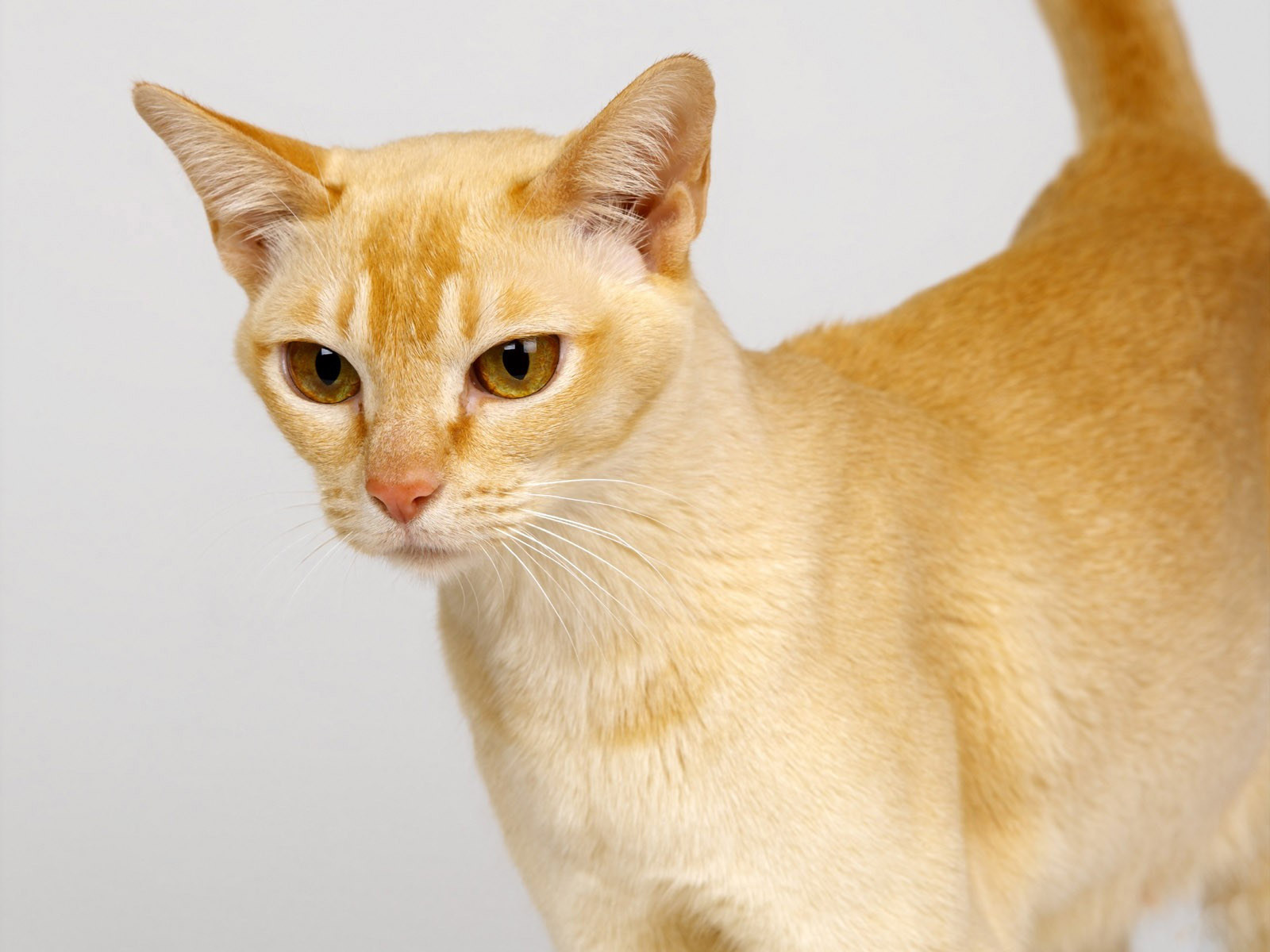 Цейлонская короткошерстная кошка рыжая