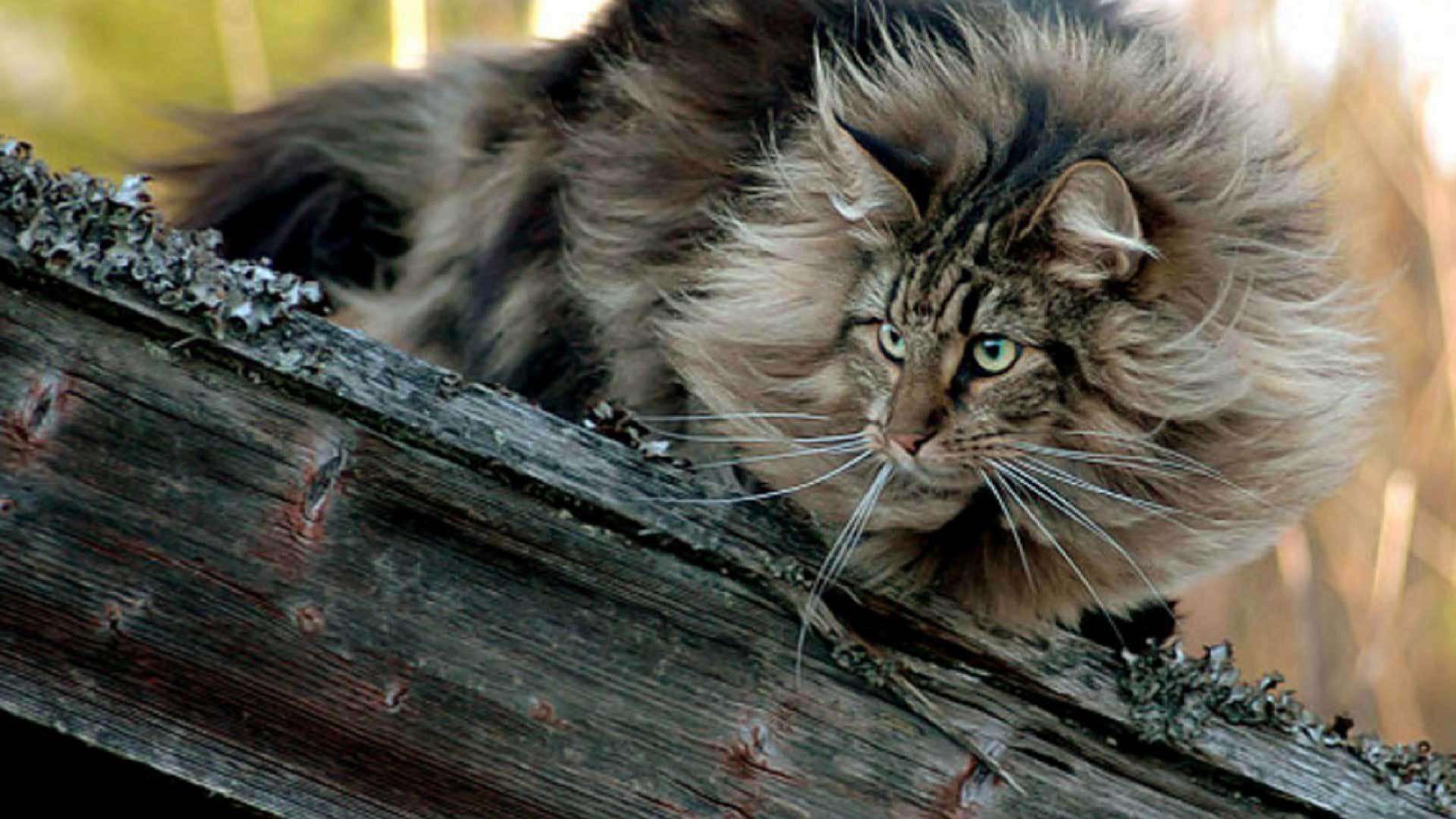 картинки норвежской лесной кошки