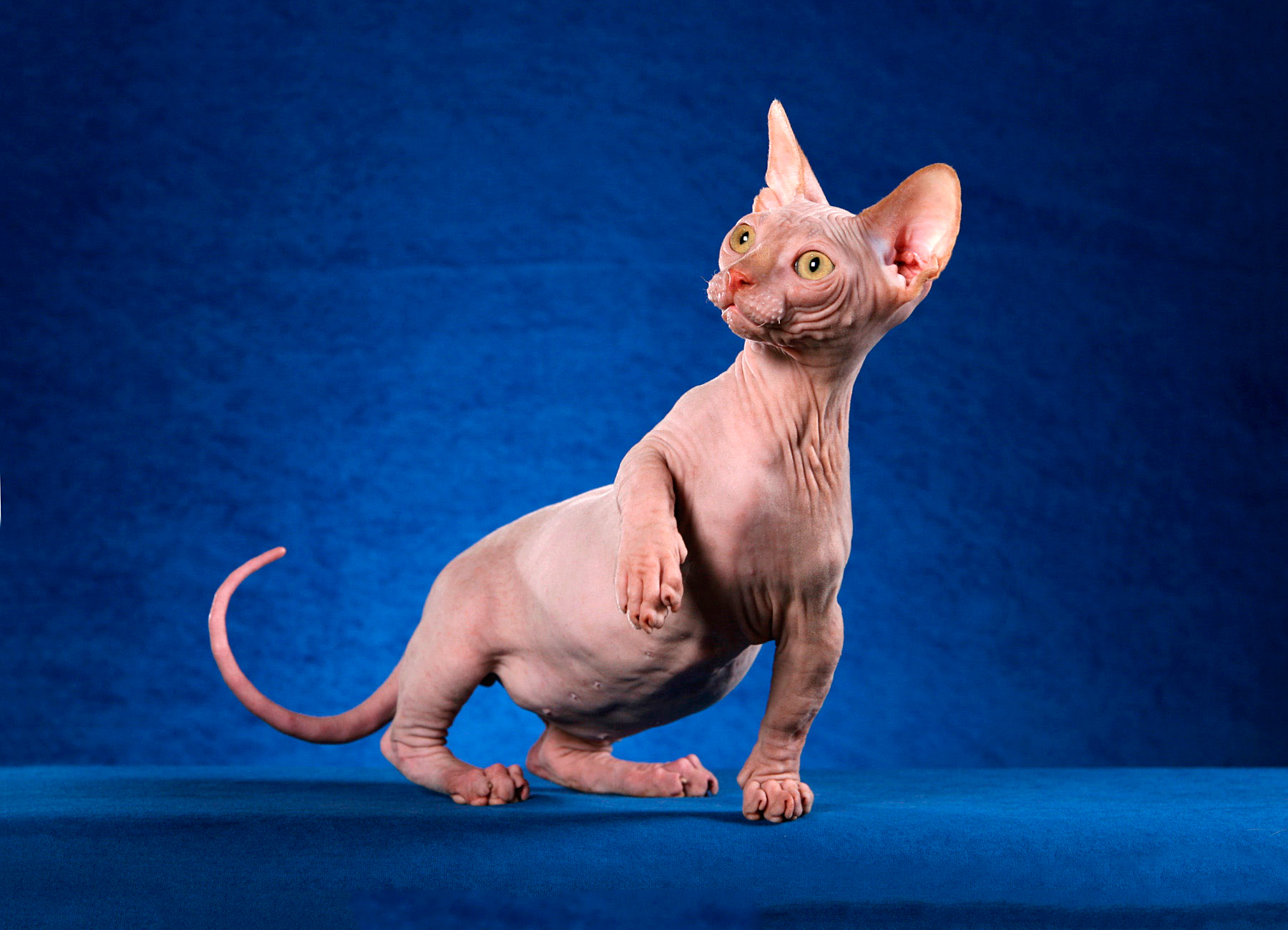 Wallpaper Hairless cat Minskin.