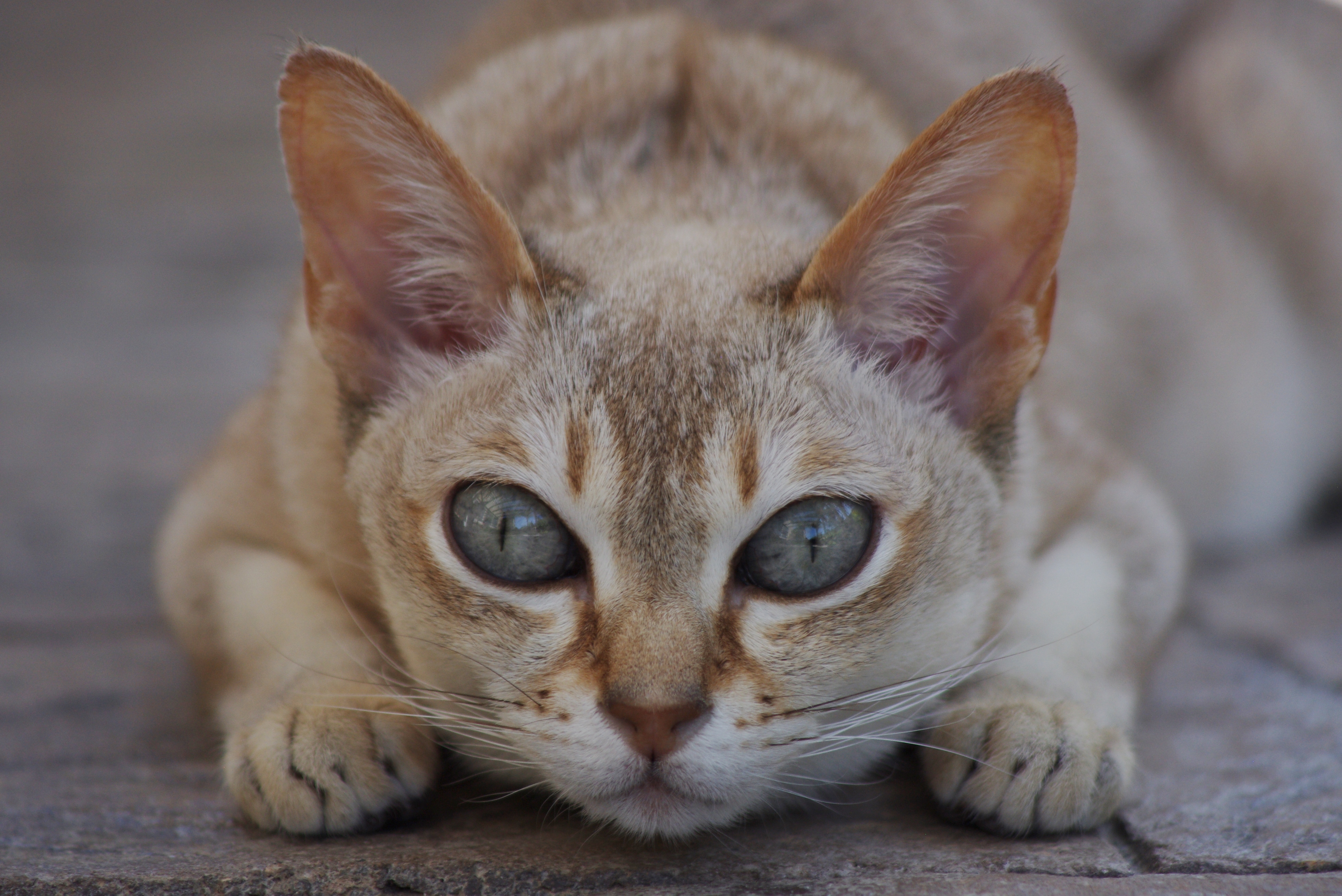 Кошка самой редкой породы. Сингапурская кошка. Сингапурская кошка (Сингапура). Сингапурская кошка породы кошек. Сингапурская кошка котята.