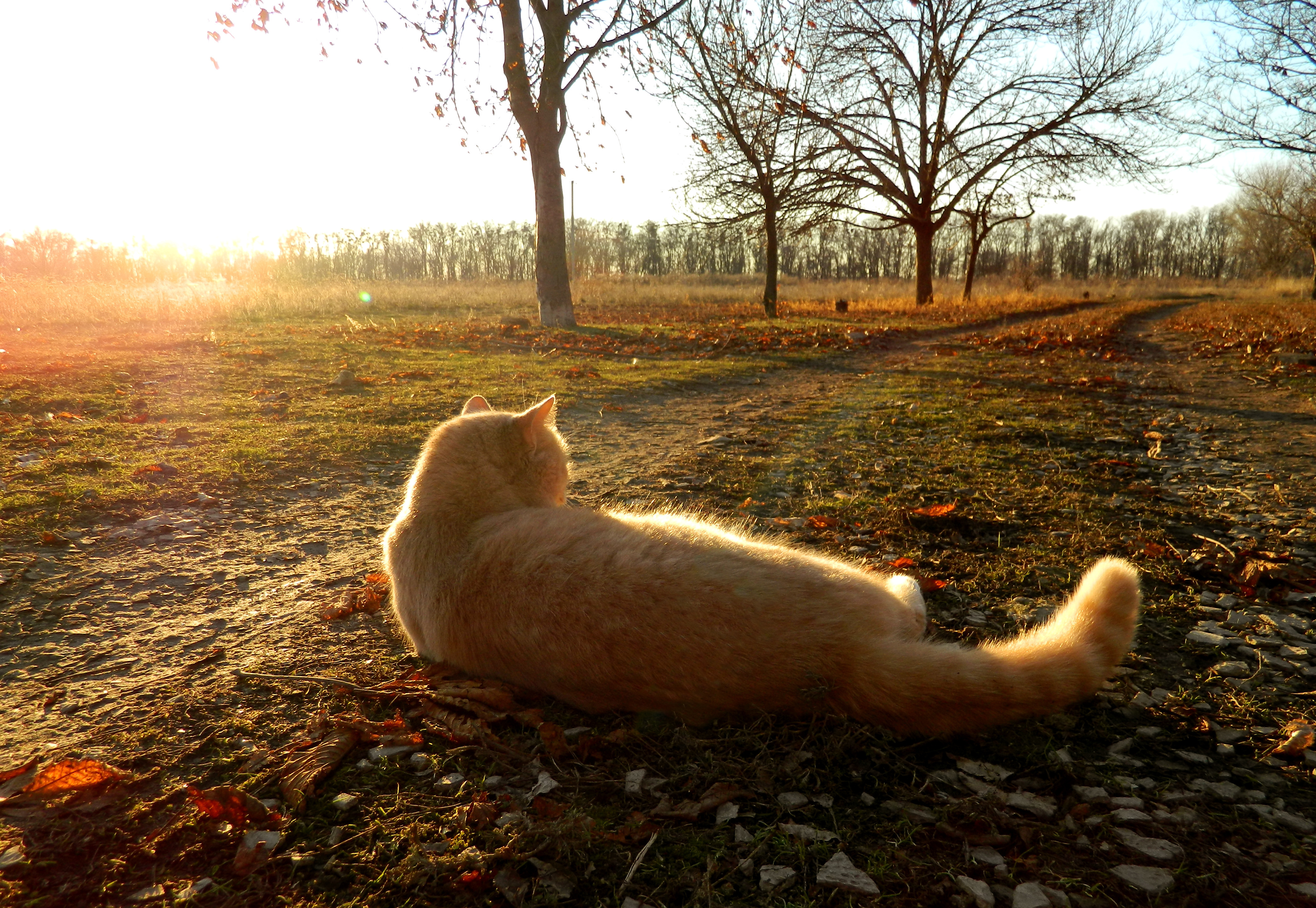 Кот лежит на солнце