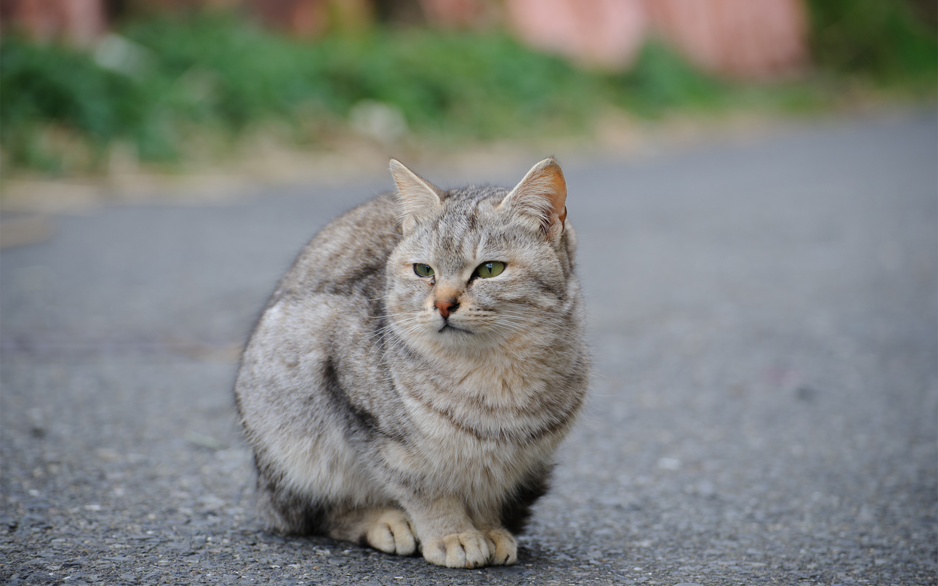 Фото уличного кота