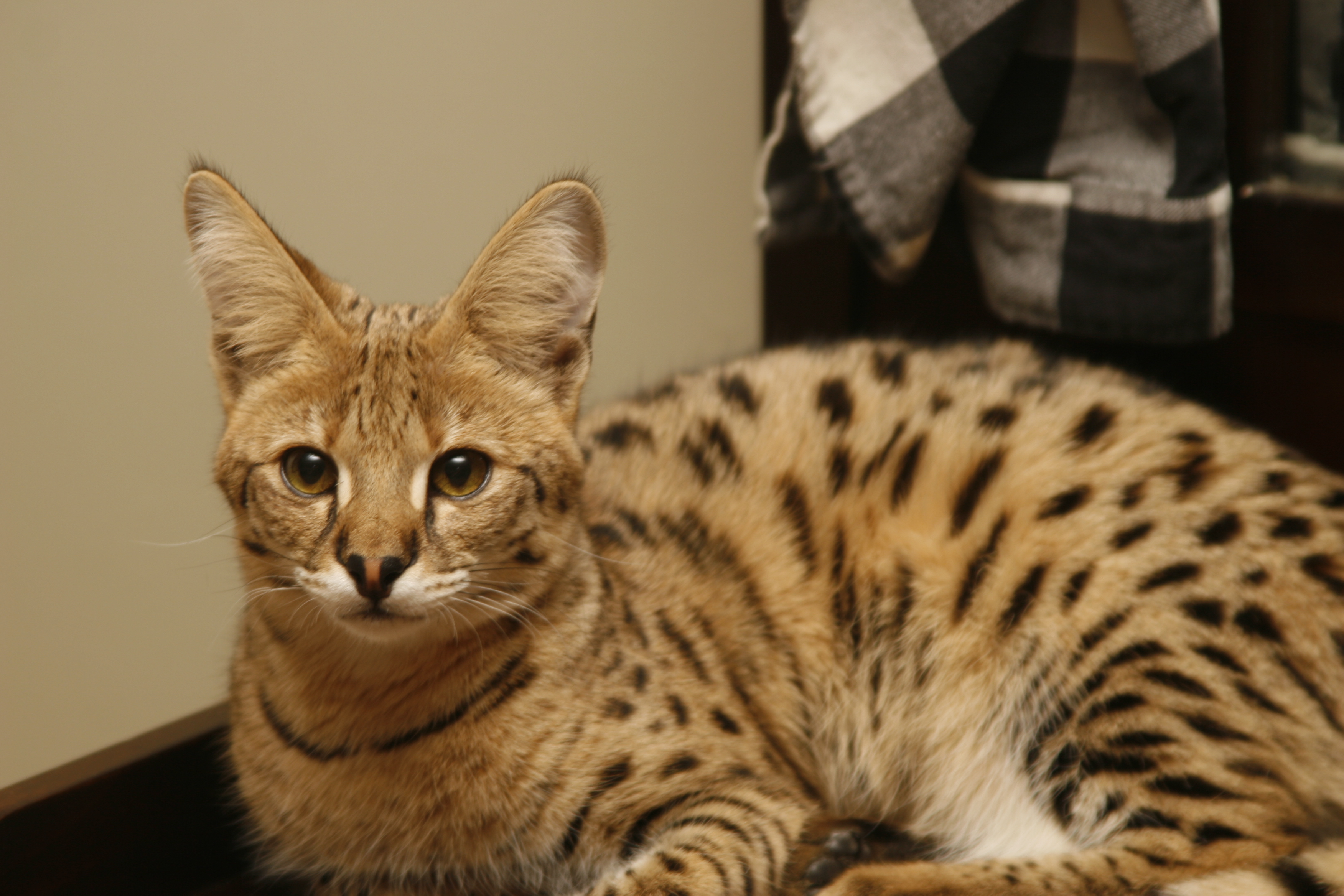 Кошка самой редкой породы. Сервал Ашера Саванна. Саванна Ашера кошка. Мейн кун Ашера. Котята породы Королевский Ашер.
