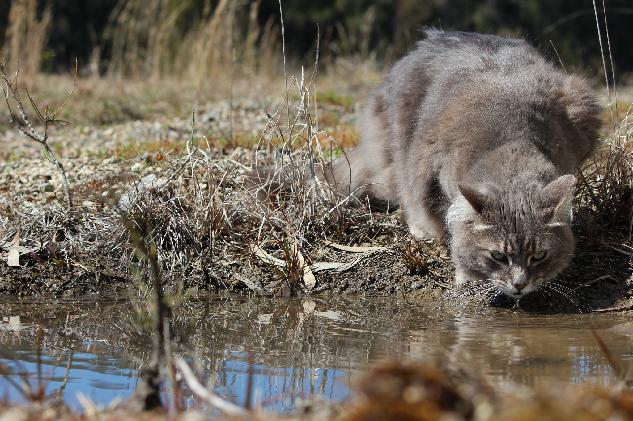 Коты в воде картинки