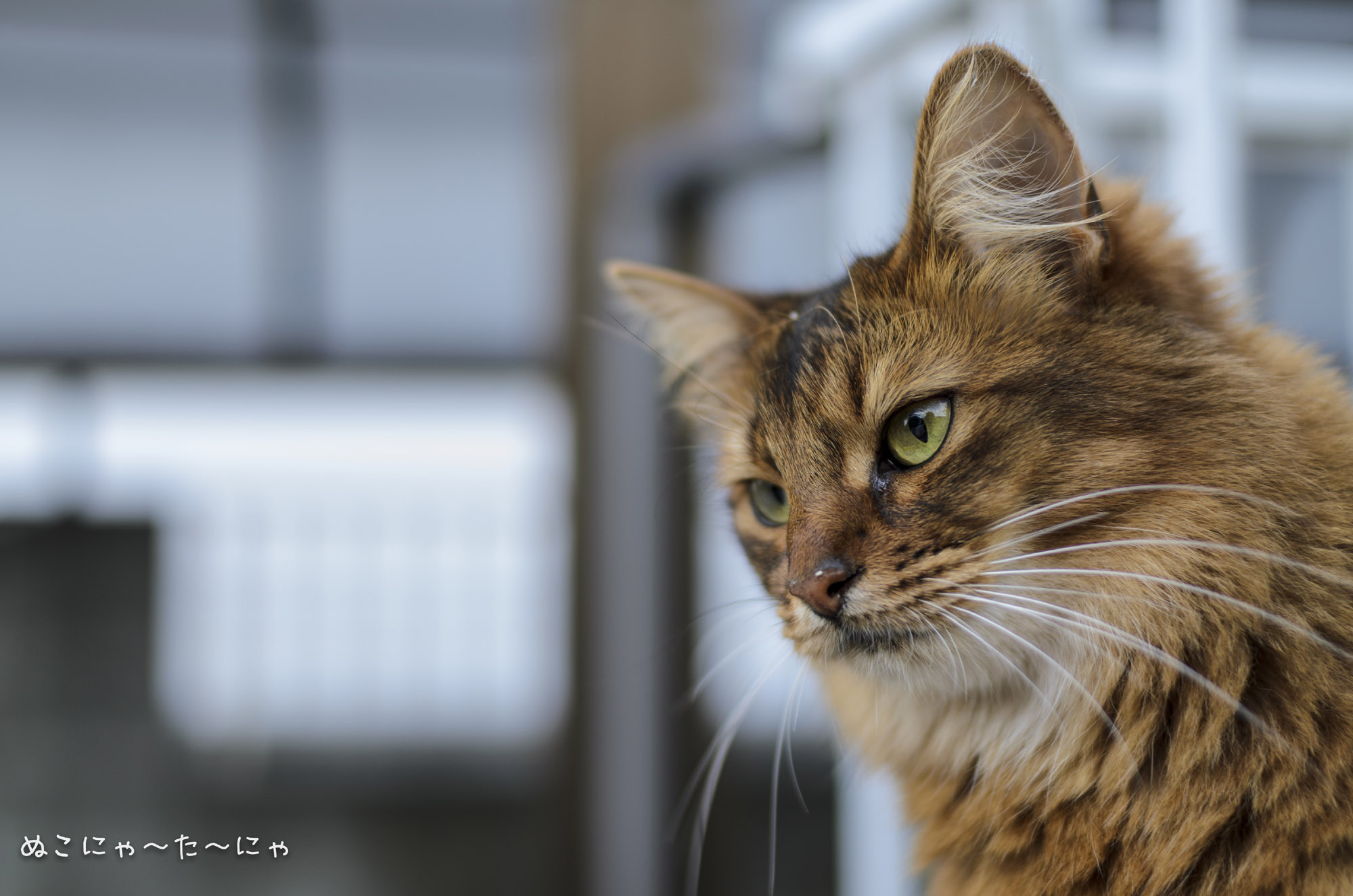 Сомали кошка. Сомалийская кошка дикий. Строгая кошка. Сомалийская кошка обои. Абиссинская кошка.