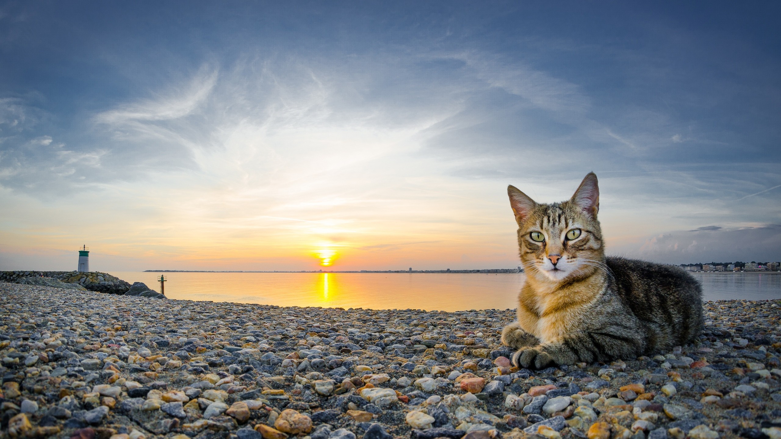 на пляже котики