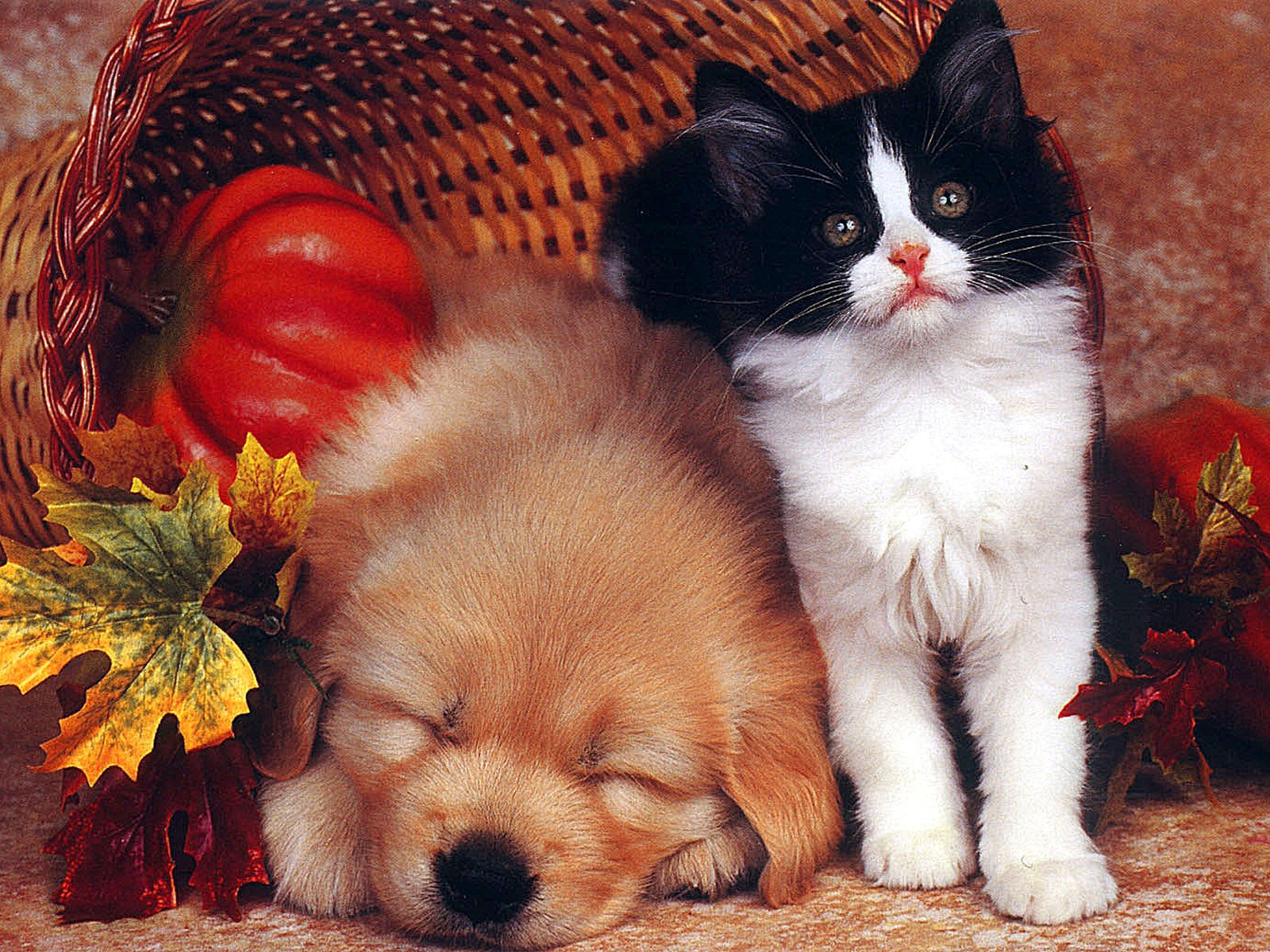 Кошечки собачки урожай. Милые котята и щенки. Щенок и котенок. Красивые собачки и кошечки. Кошечки собачки фотографии.