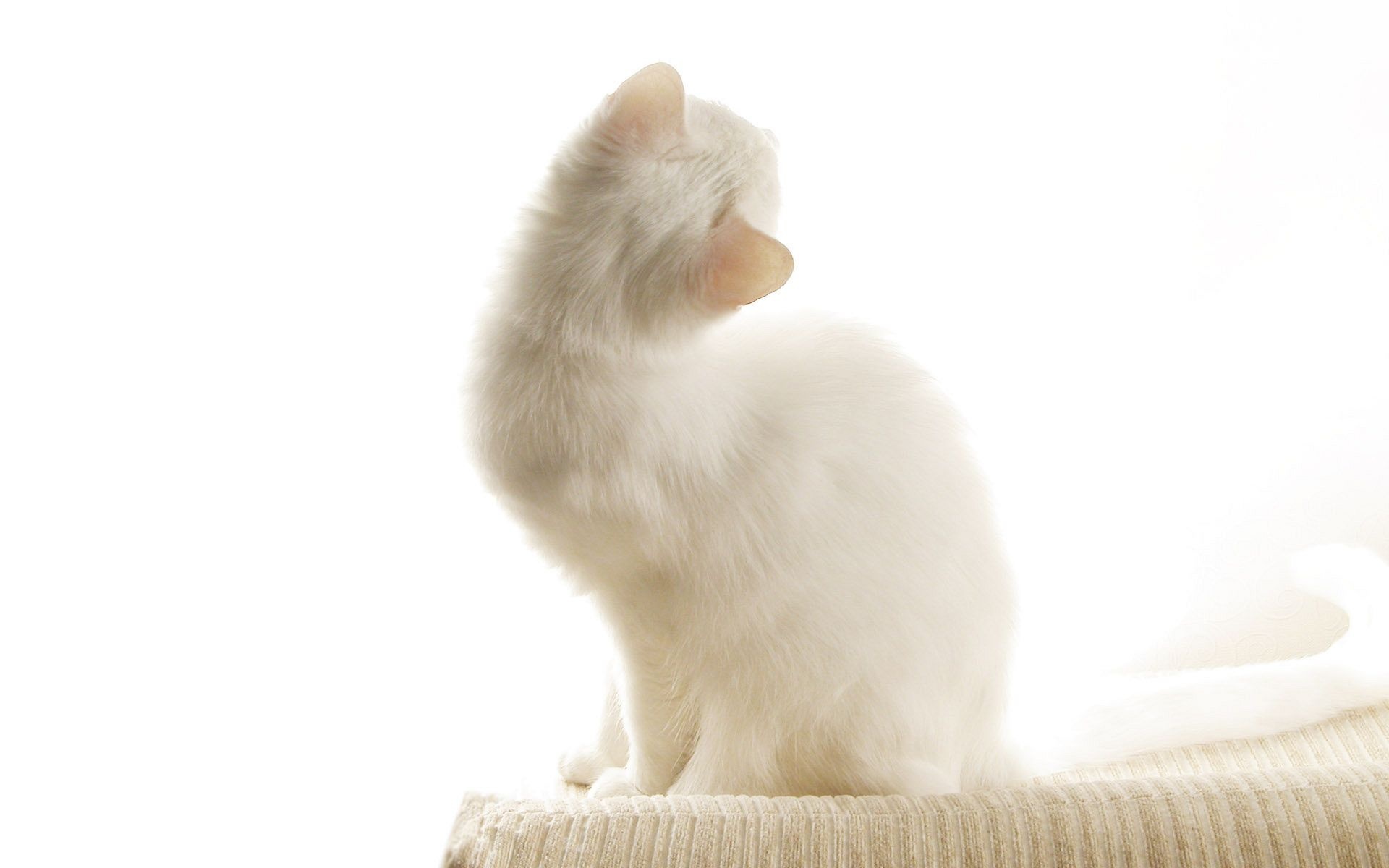 Картинка бела. Белый котенок. Белый кот на белом фоне. Котик на белом фоне. Кошка на Светлом фоне.