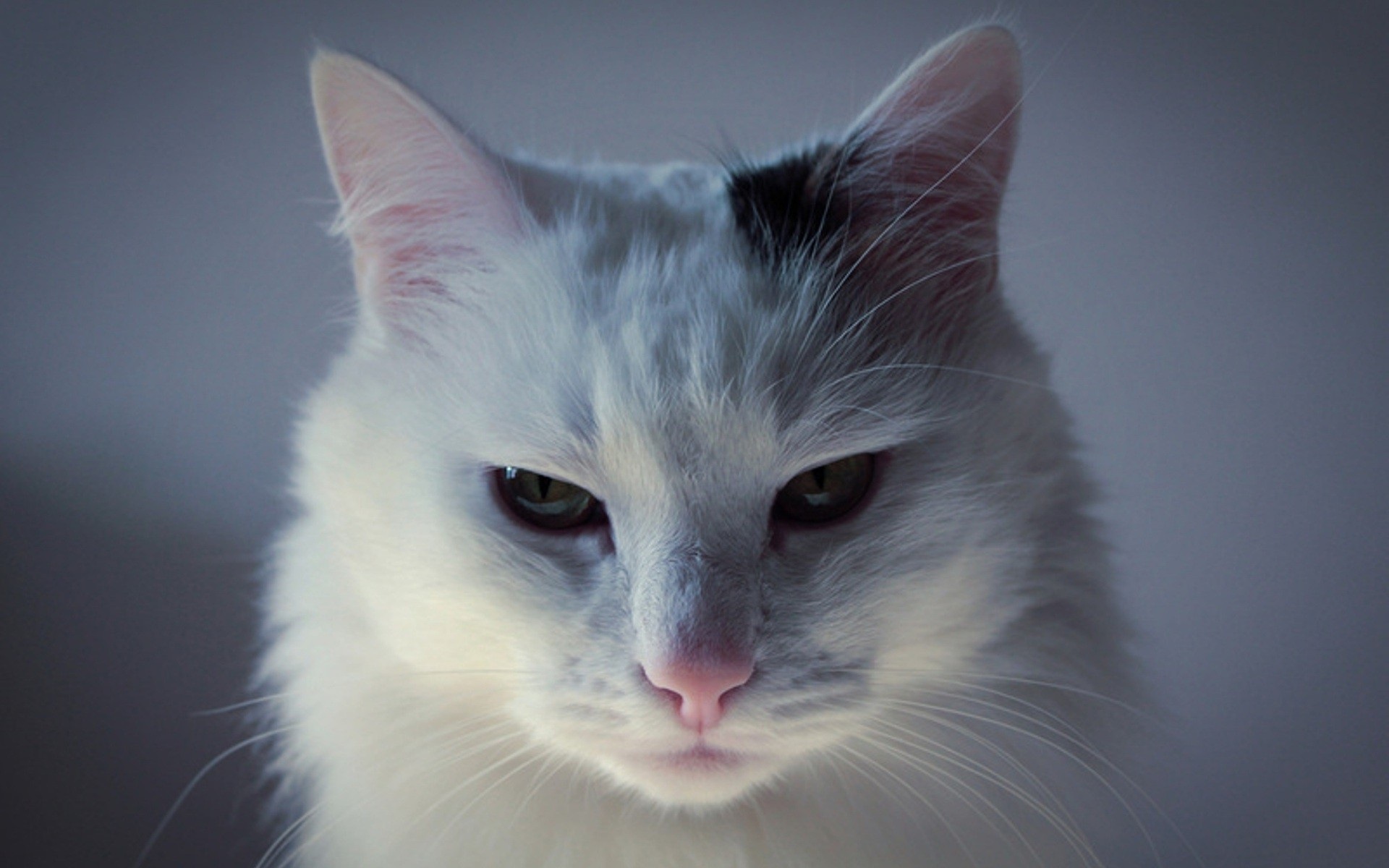 Белый кот анфас