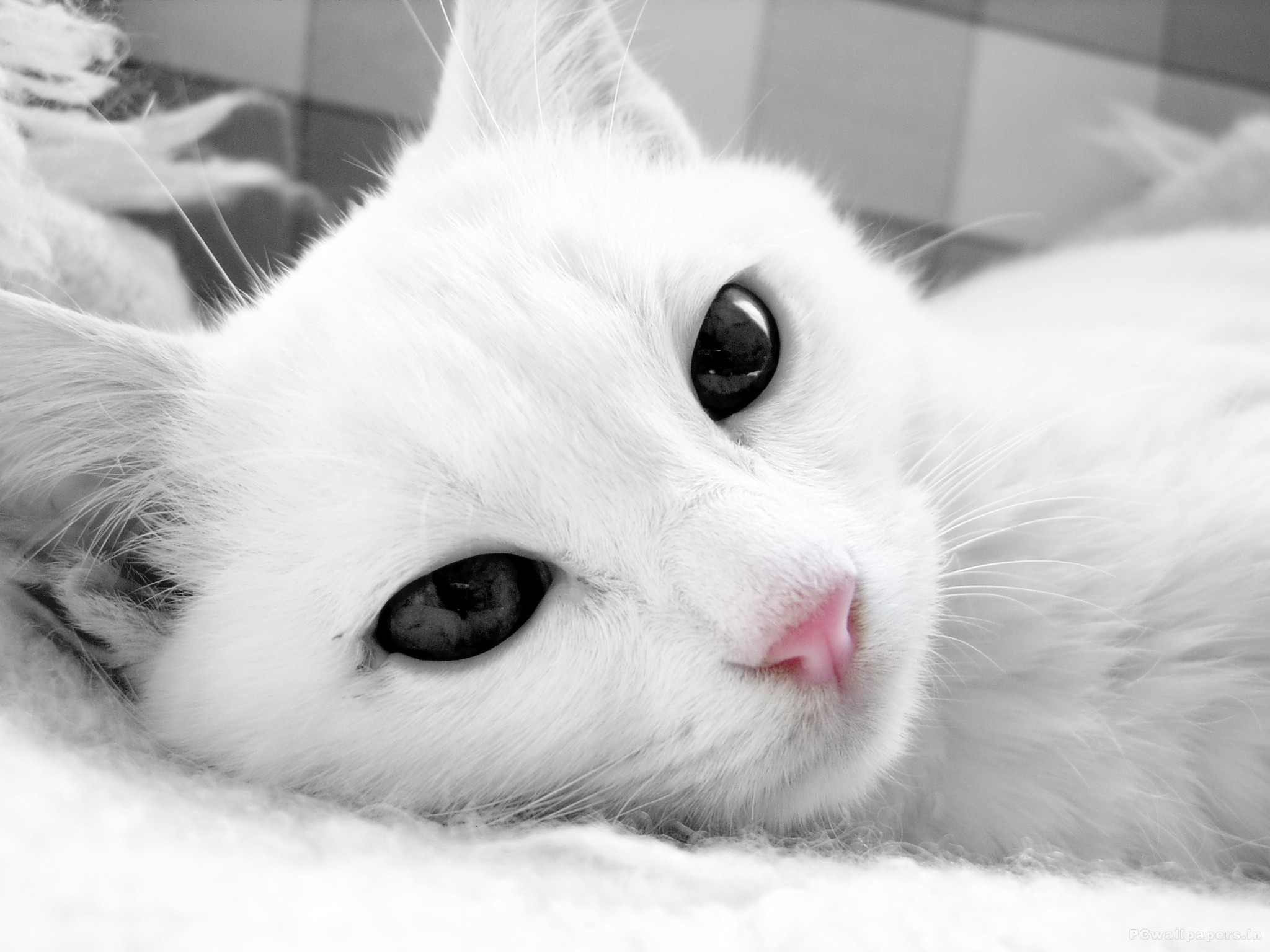 Аватарки кошки. Кошка белая. Белый котик. Красивые кошечки. Милый кот.