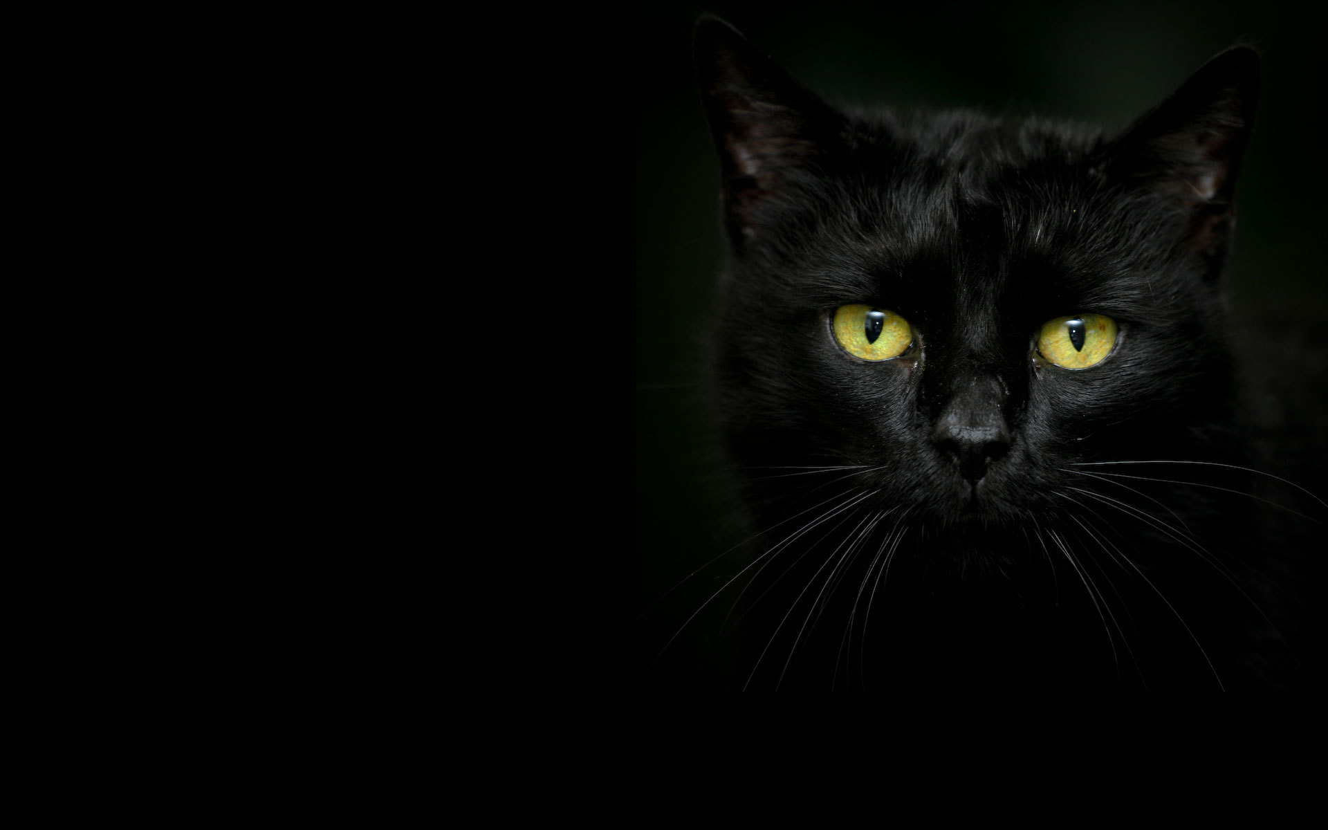 Черный кот фото