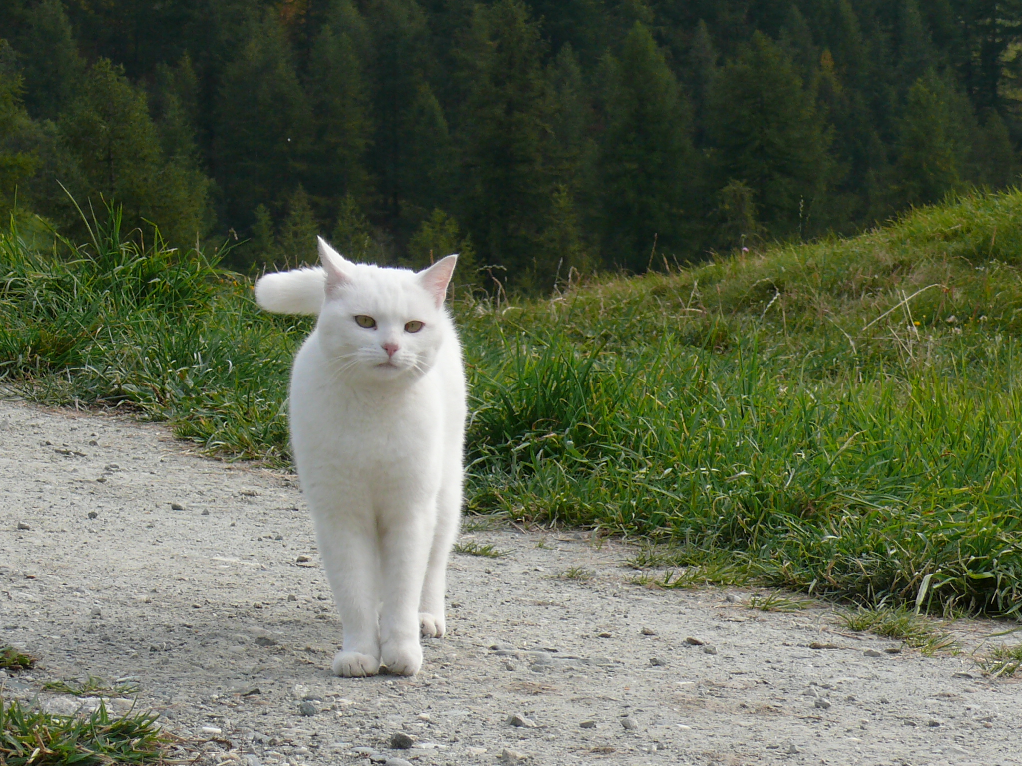 У нас есть белый. Белый кот. Кошка белая. Белый котик. Белый котенок на улице.