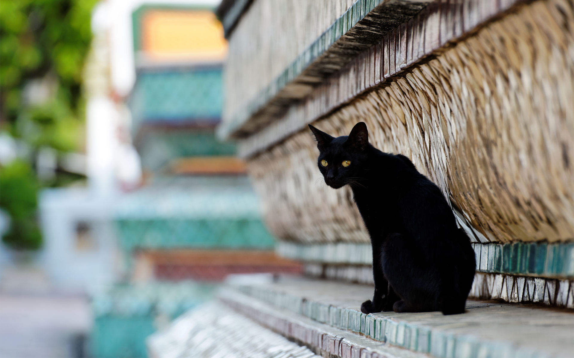 Black sad cat. Кошка на улице. Чёрный кот. Черная уличная кошка. Черный уличный кот.