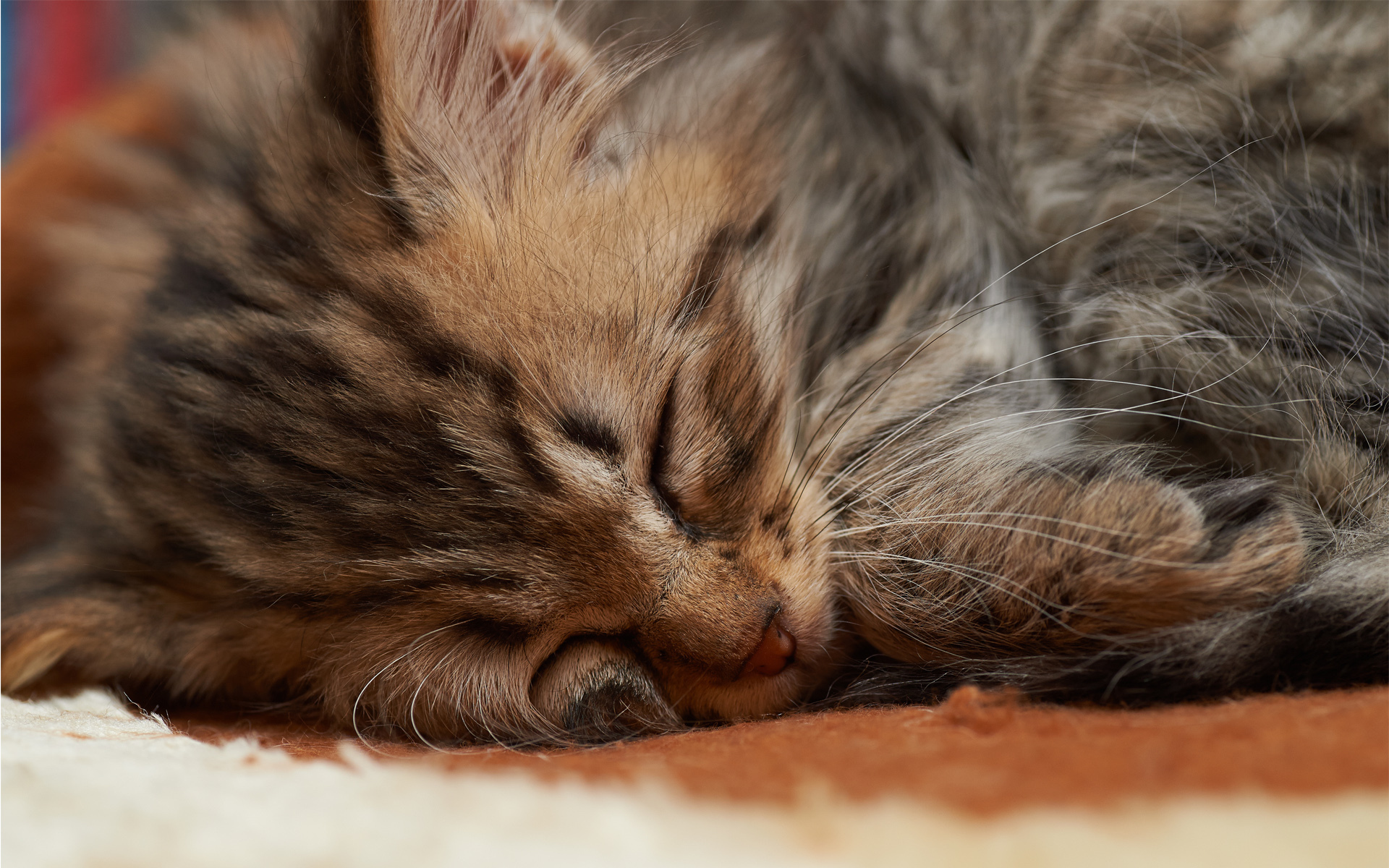 Пушистый спящий котенок. Спящий котенок. Милые котята фото. Маленький котенок.