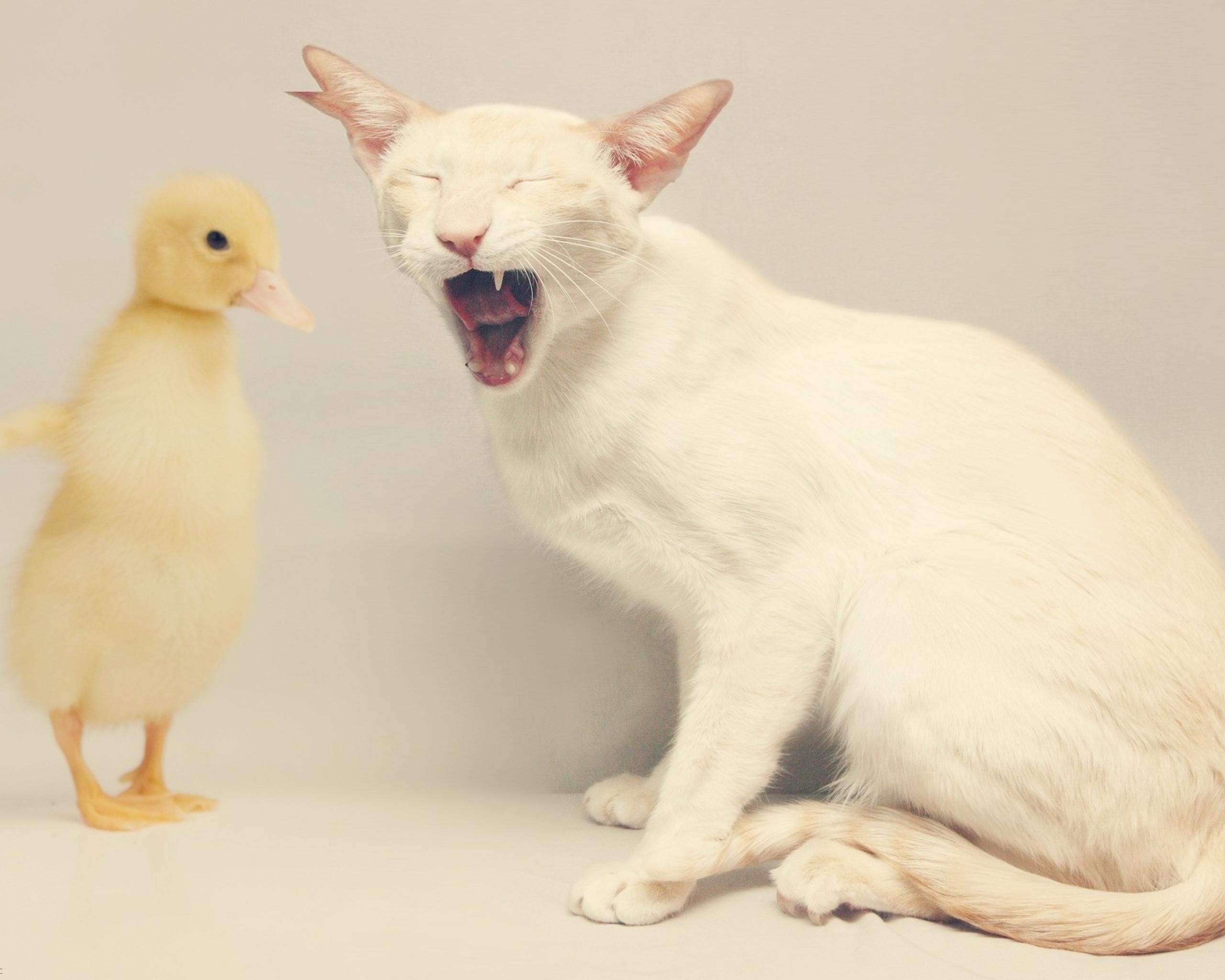 Cat duck. Смешные домашние животные. Котенок и цыпленок. Кот и утка. Кот гуся.