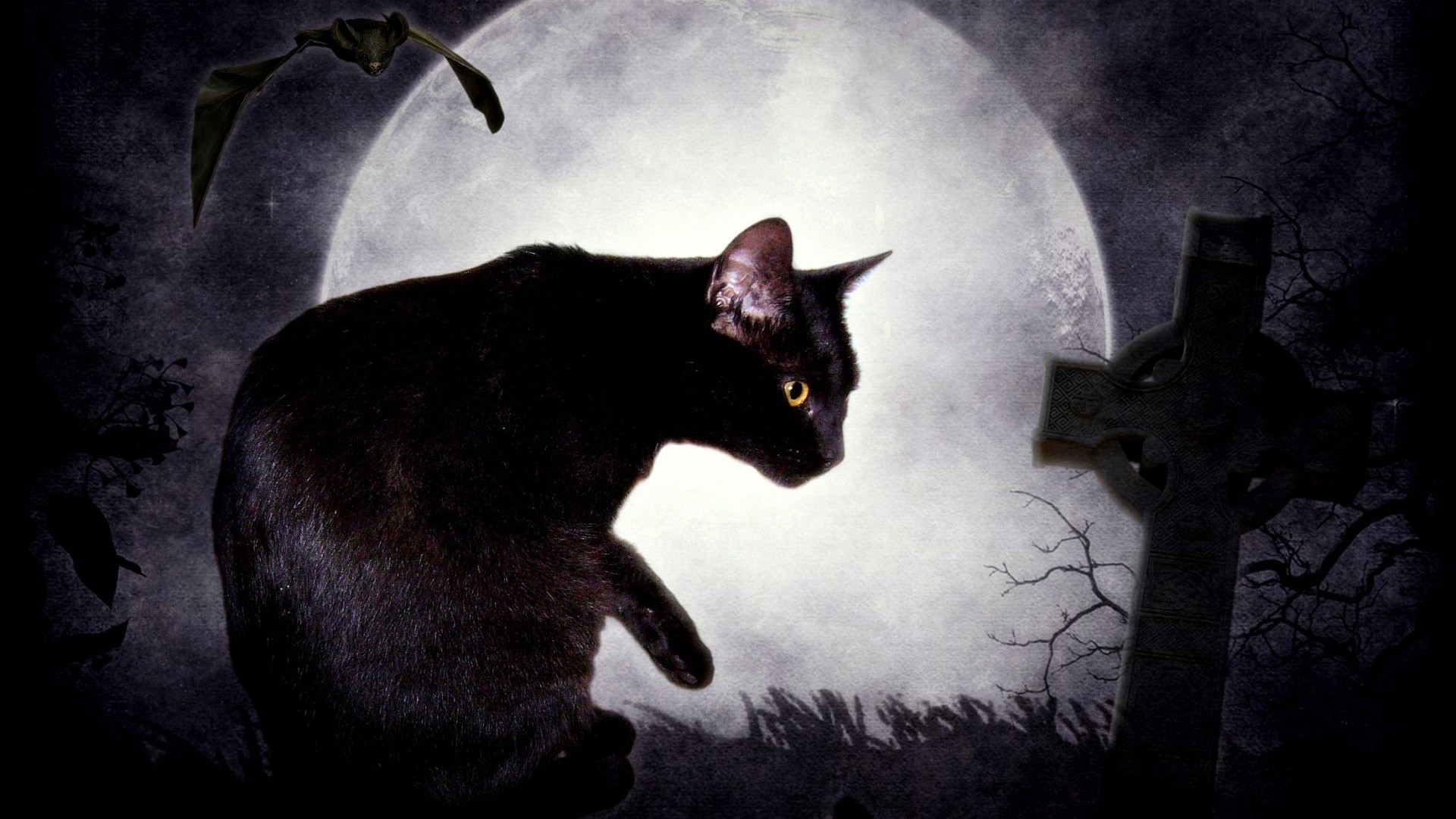 Кошки чрезвычайно терпеливы. Мистические кошки. Мрачный кот. Черная кошка. Фэнтези кошки.