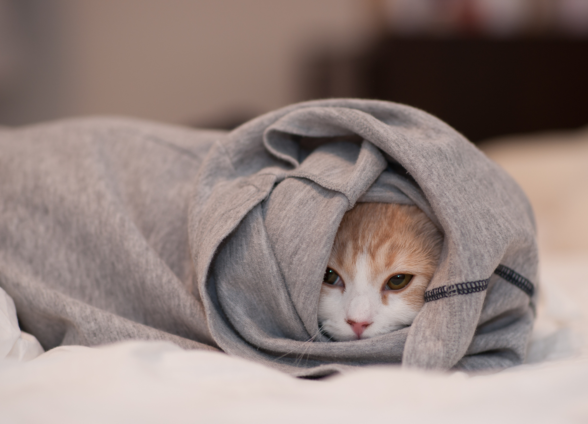 Кот в халате