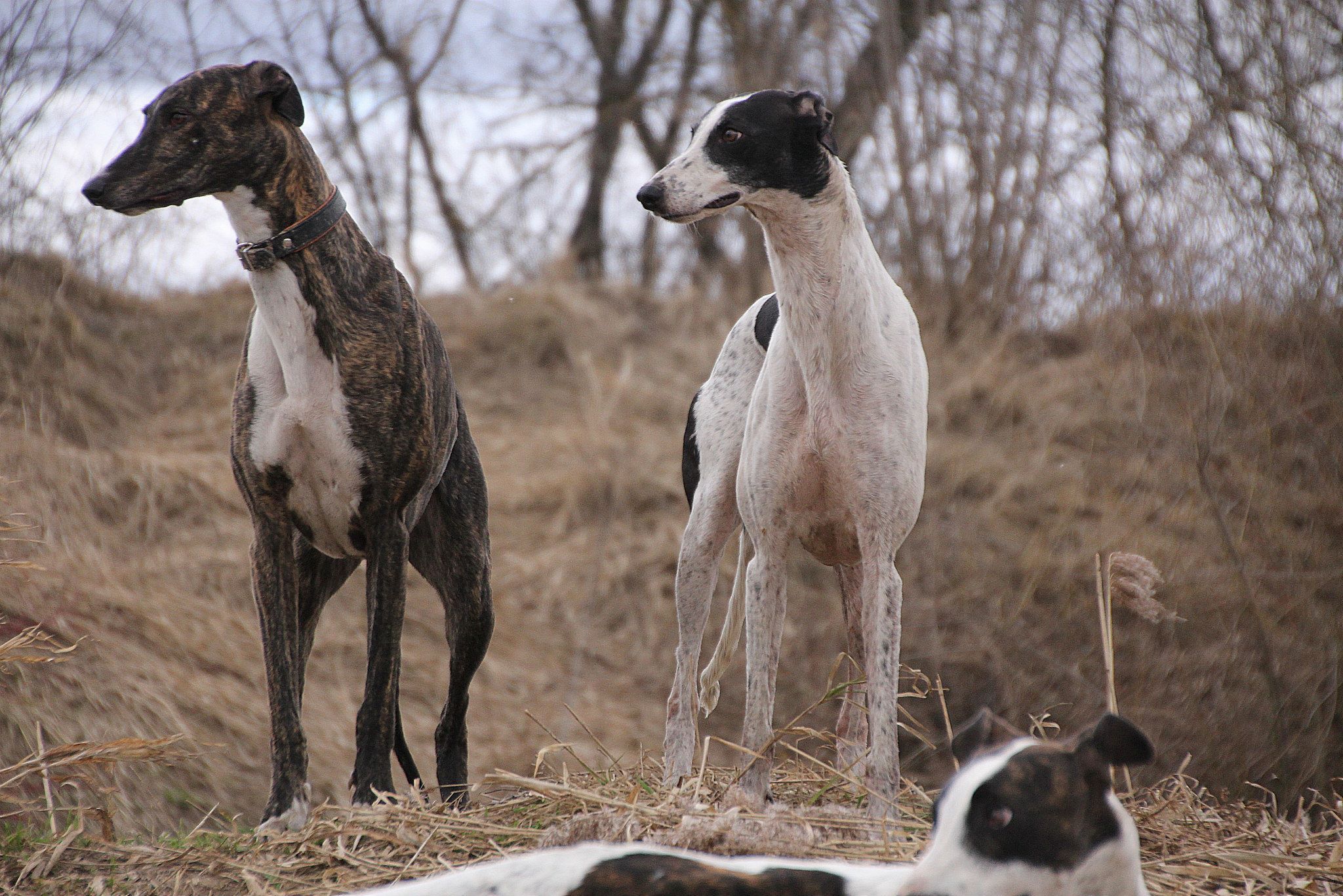 Greyhound friends of nc