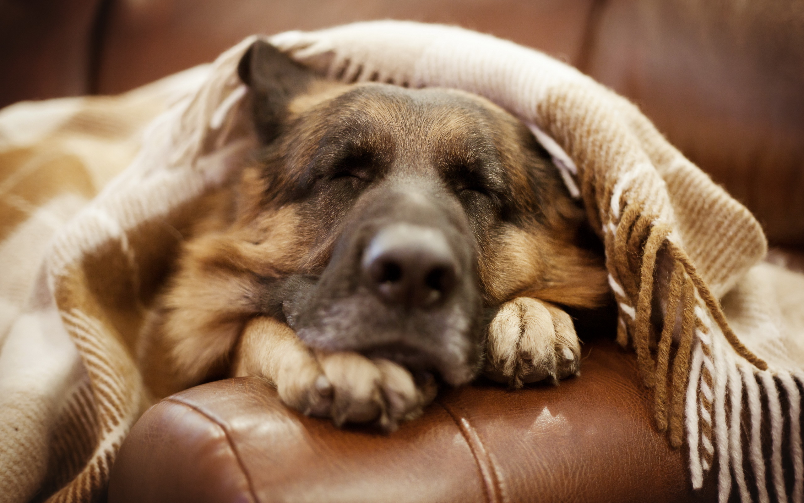 Спящая собака немецкая овчарка