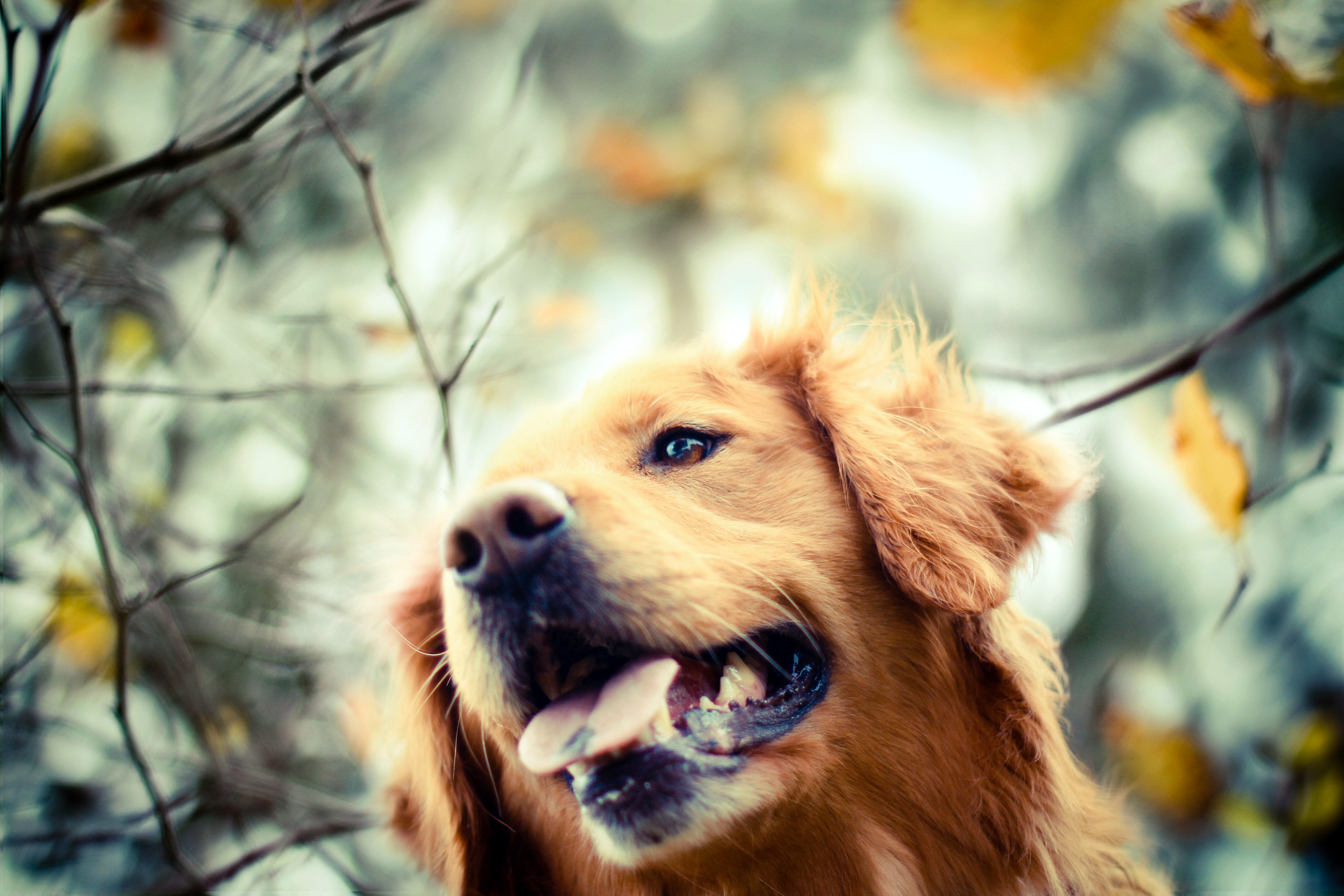 Картинки очень. Золотой ретривер. Собака Бунина. Золотистый ретривер осень. Красивые собаки.