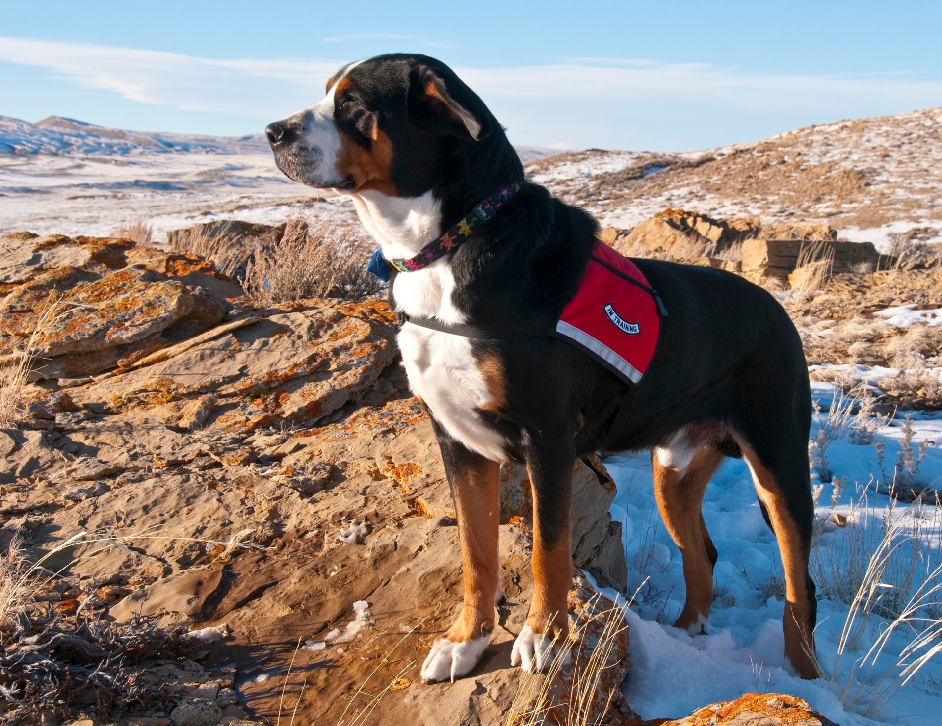 Mountain dog 1. Большой швейцарский зенненхунд Гросс. Порода Гросс зенненхунд. Бернский зенненхунд. Большая швейцарская Горная пастушья собака.