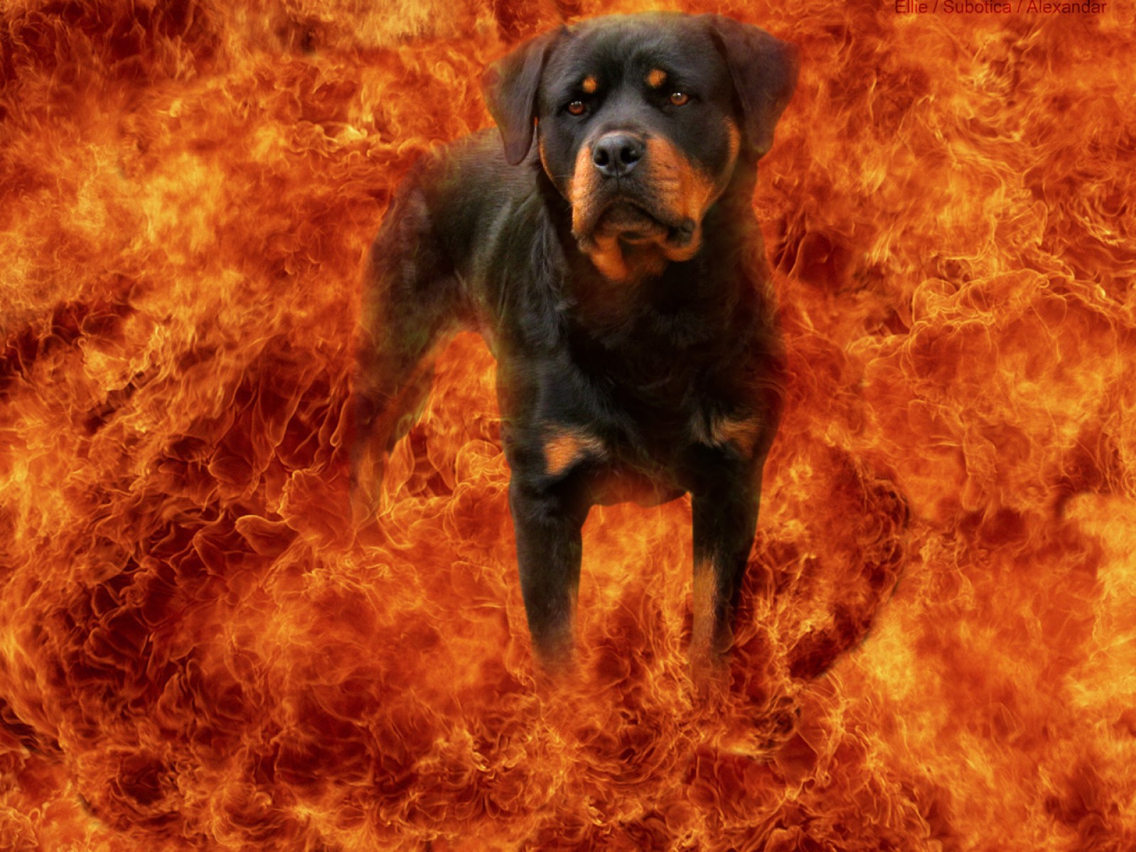 Собака ротвейлер огнедшщя