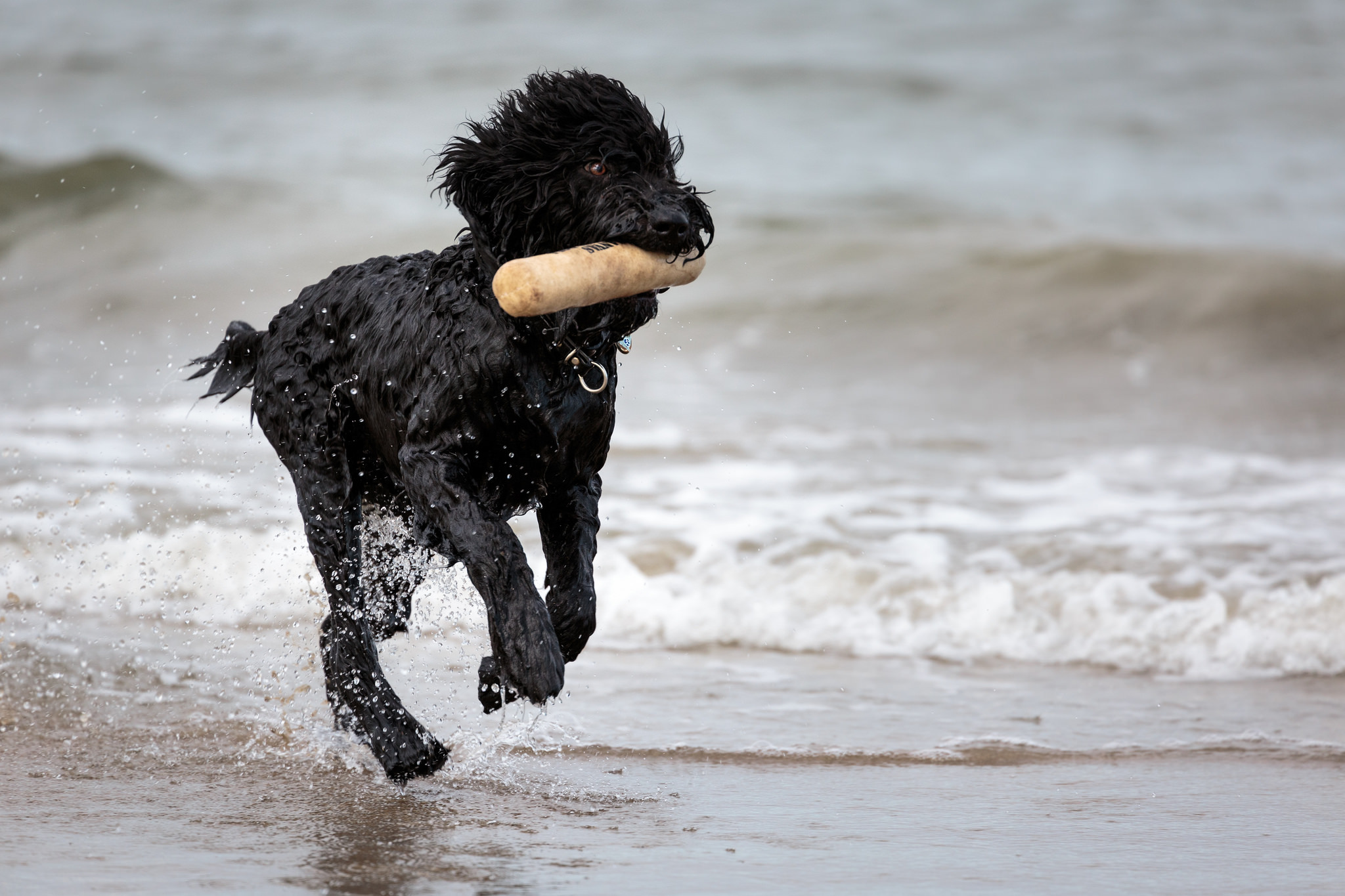 Мохнатая собака не а пляже