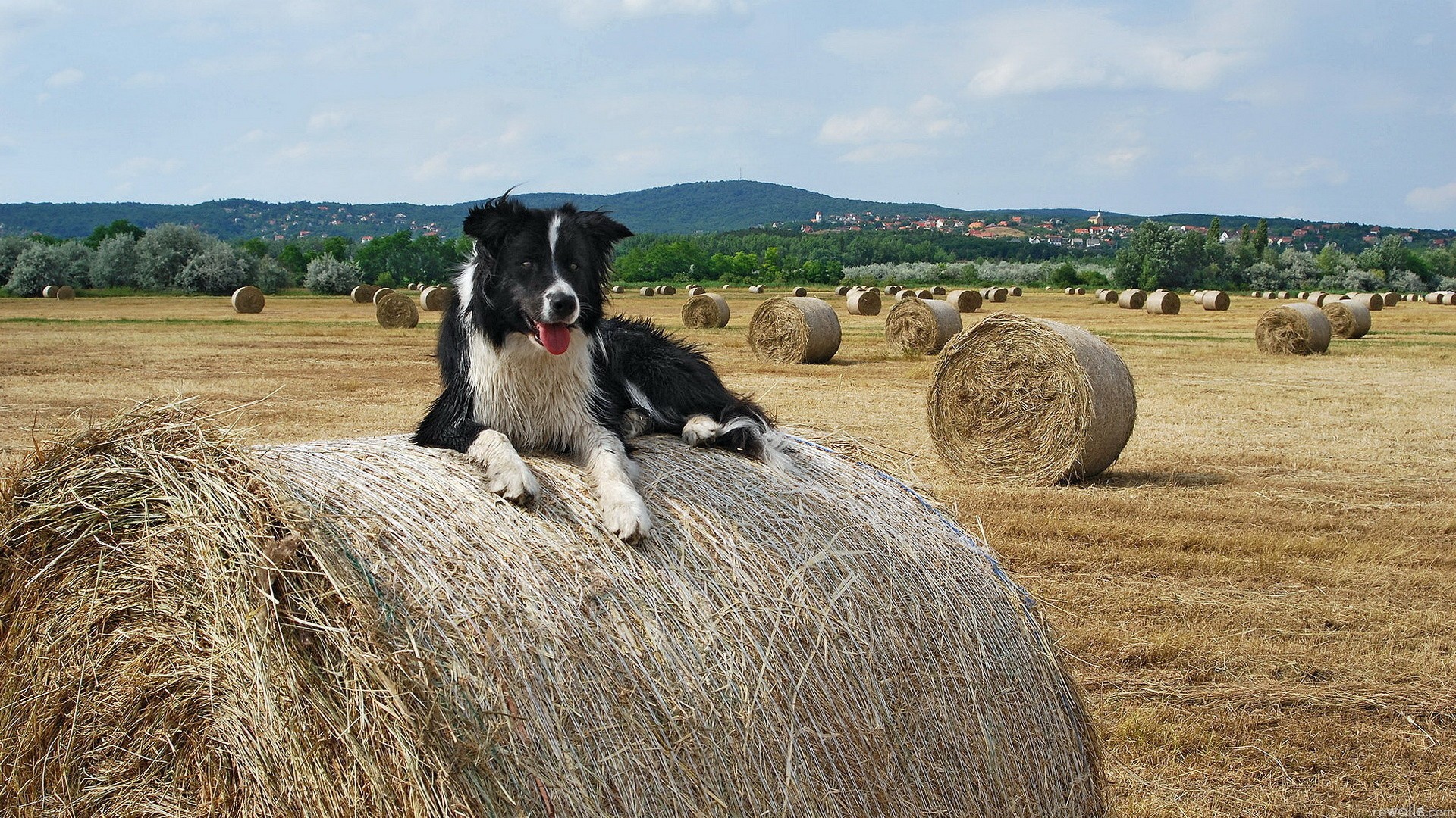 Animal s farm. Собака на сене. Собака на стоге сена. Собака лежит на сене. Сено на ферме.