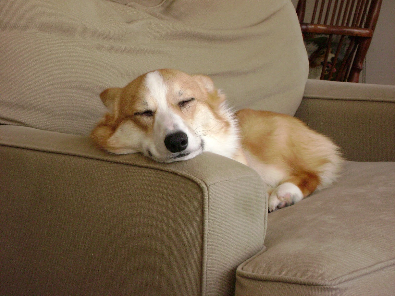 собака спит на кресле