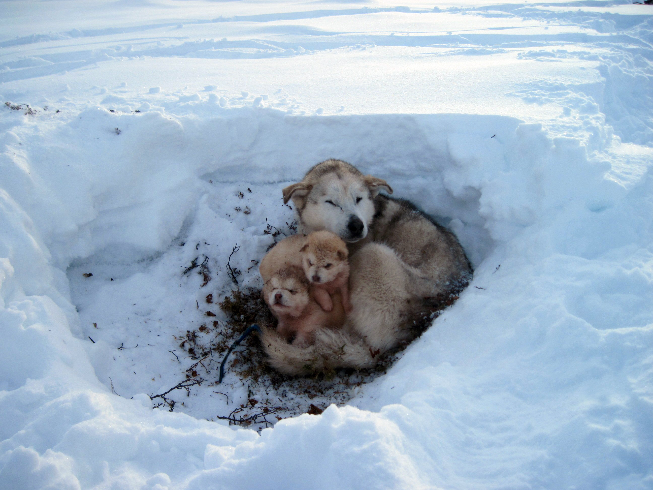 Снег голодный. Бездомные животные зимой. Собака зимой. Бездомный щенок. Собака в снегу.