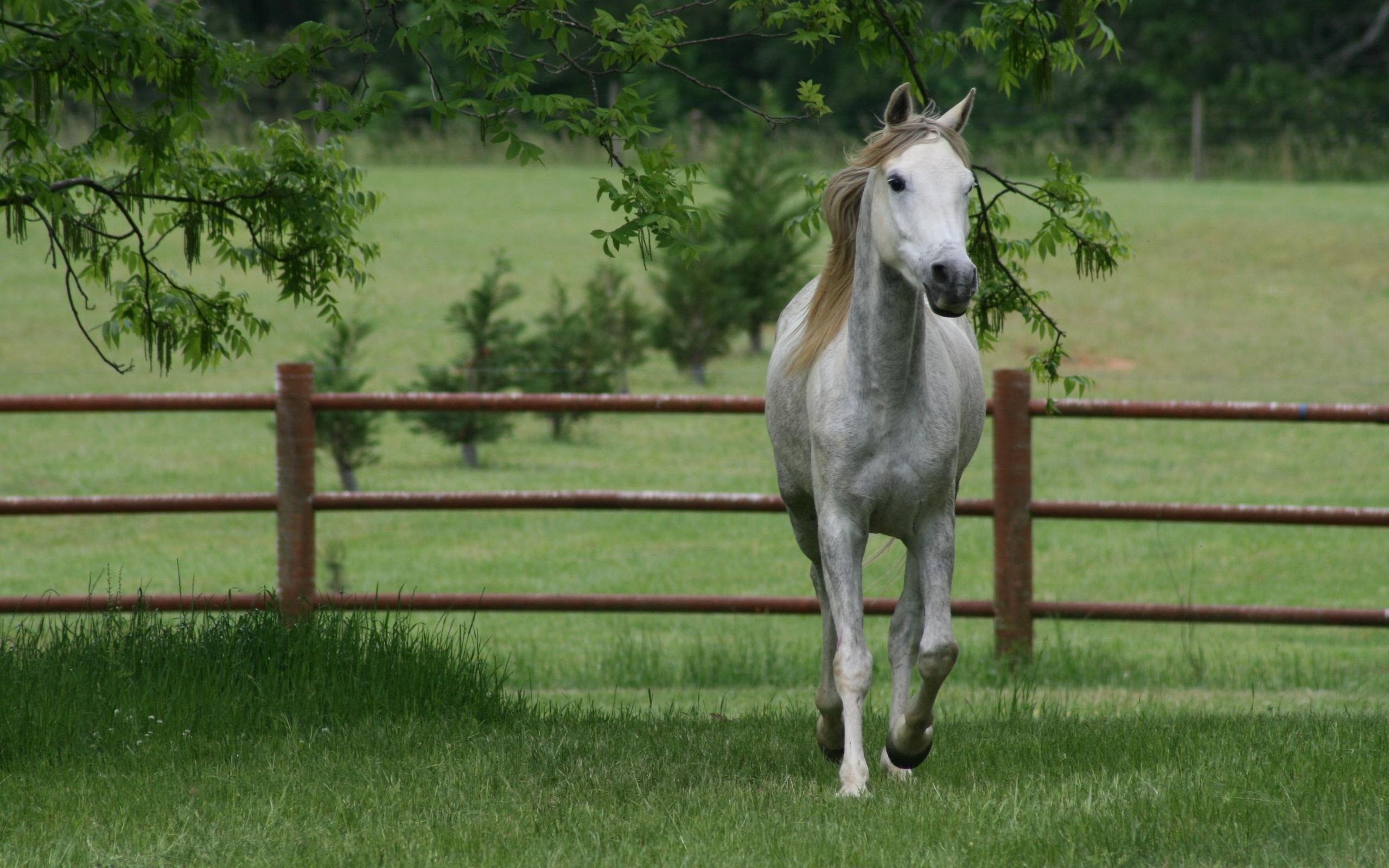 Картинки лошадей на заставку. Лошади. Красивые лошади. Белая лошадь. Обои лошади.
