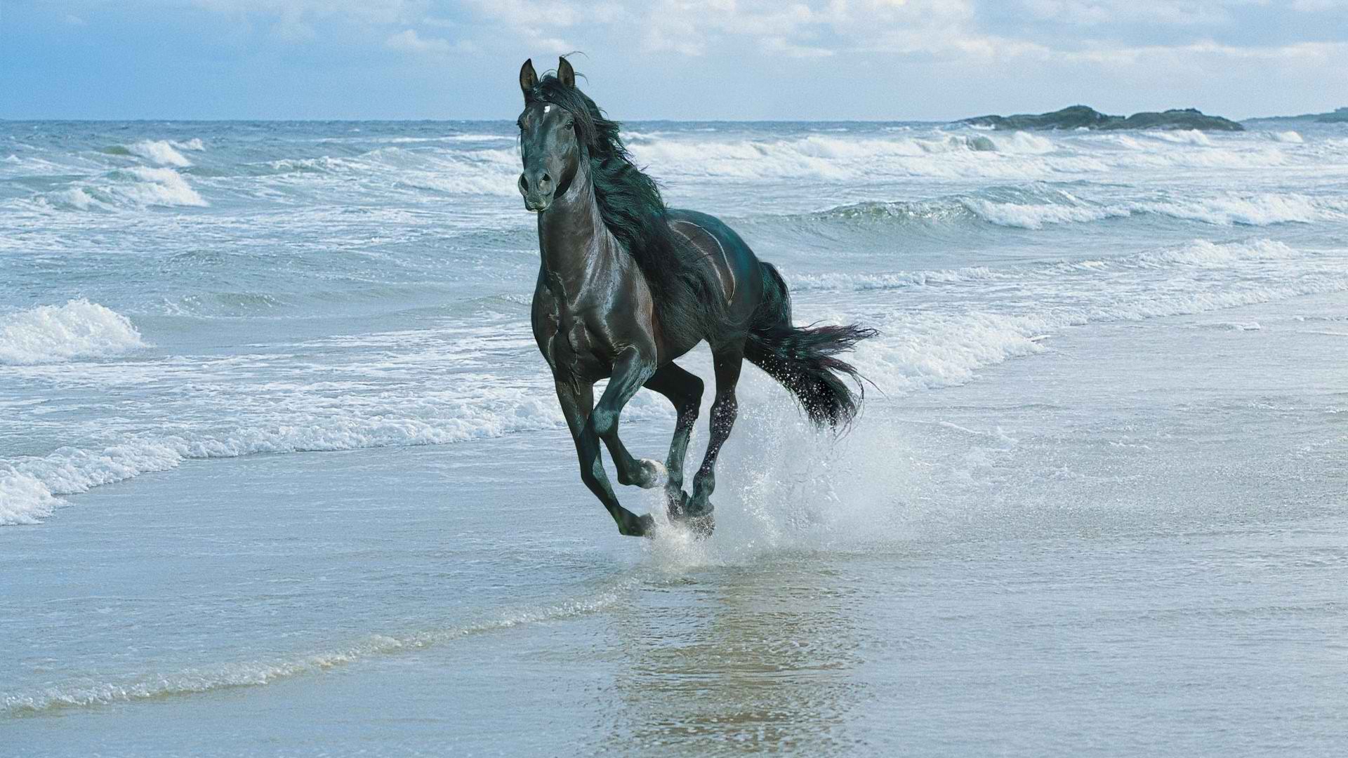 лошади на море